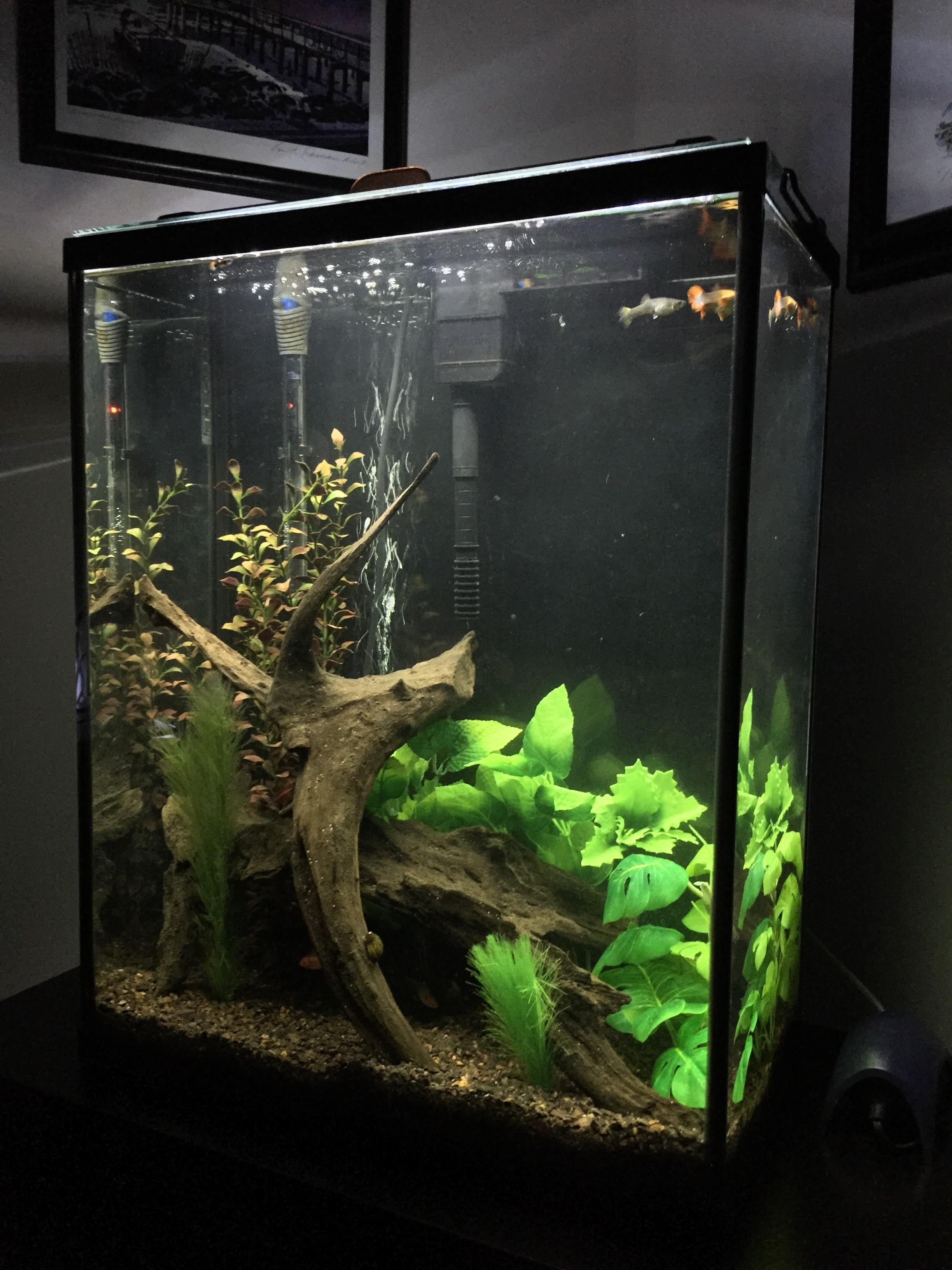 Post 30 Water Change & New Faux Plants (20g Extra High Community) r