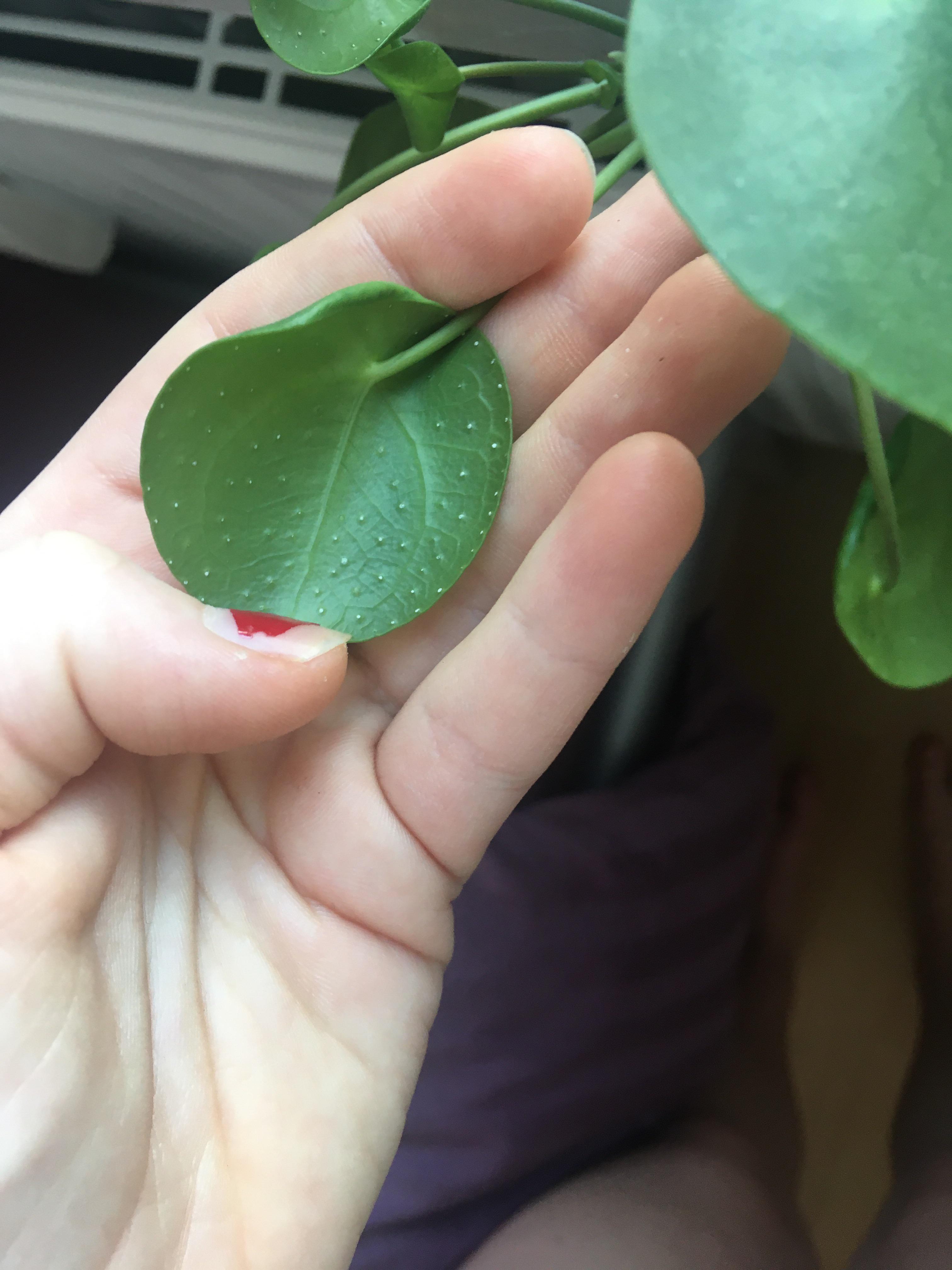 My pilea peperomioides has tiny white dots on its leaves (shown in the picture) & the leaves