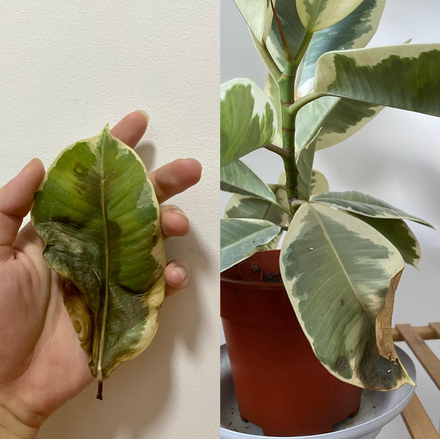 Variegated rubber tree in a bad state now ( Could this be due to root rot? r/plantclinic