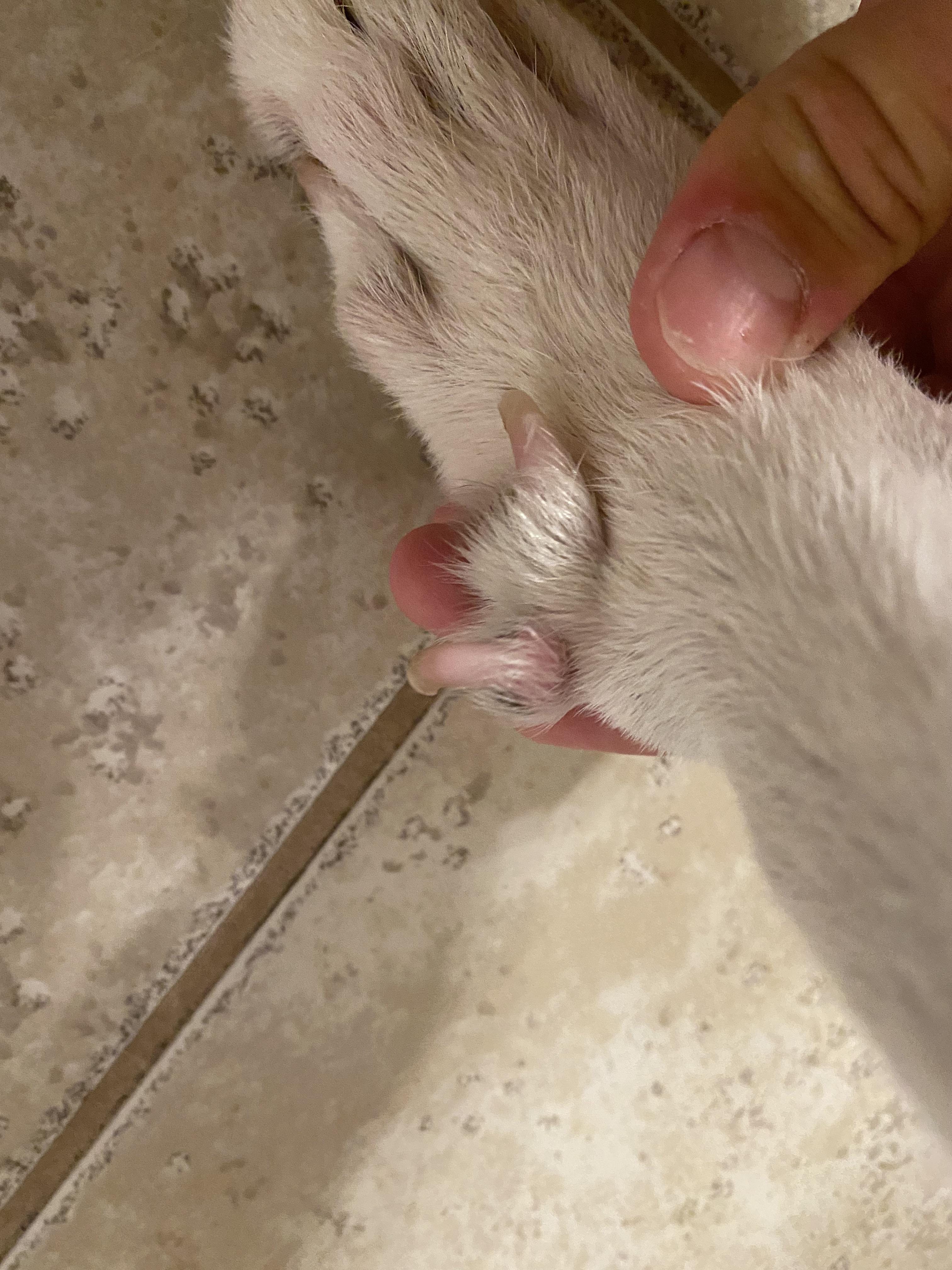 Do Springer Spaniels Have Rear Dew Claws