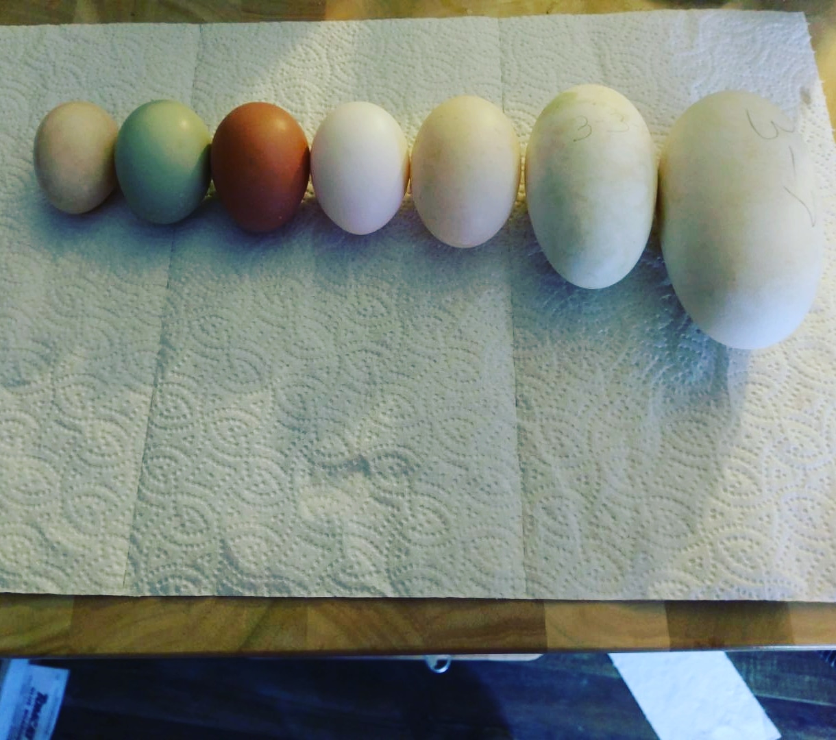 In order from left to right Silkie egg, Easter egger egg, Turken egg