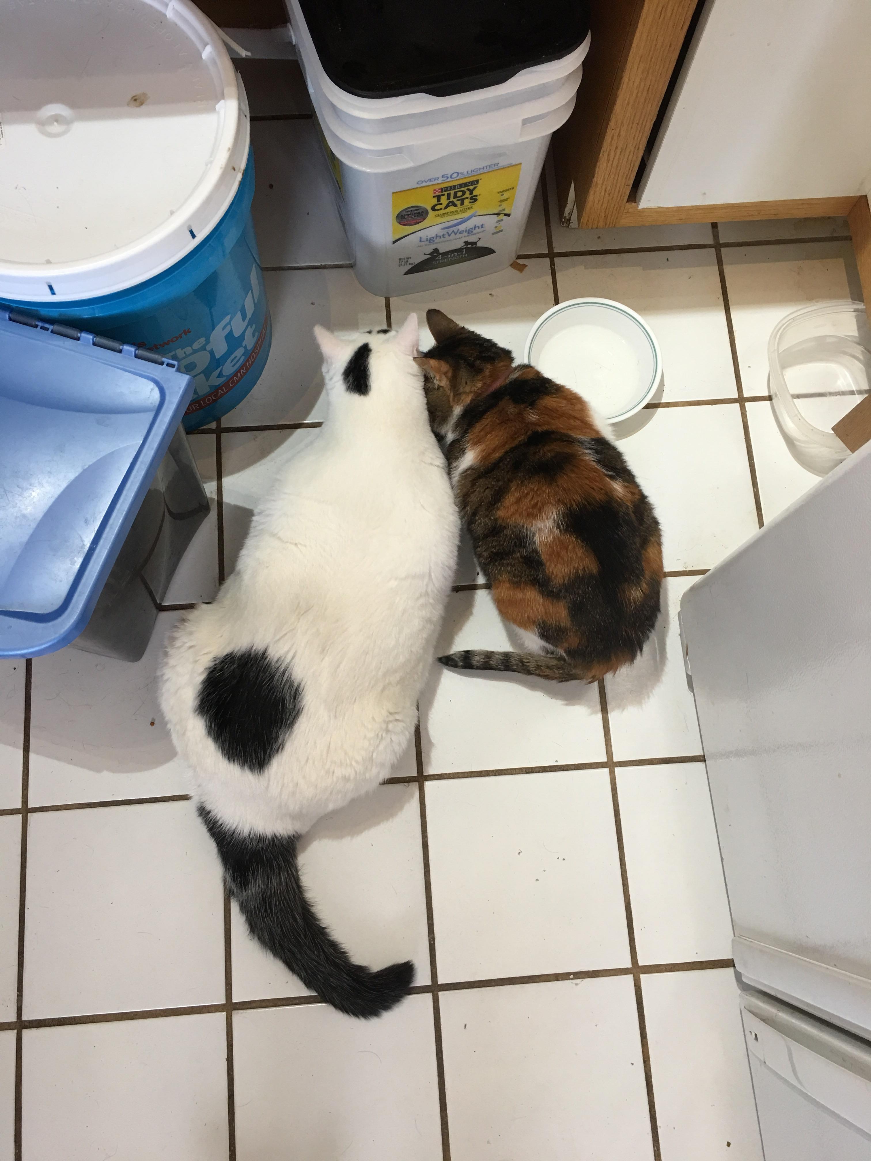 My sister 2 fat cats Luna is the white one (and is a derp cat )and Loki