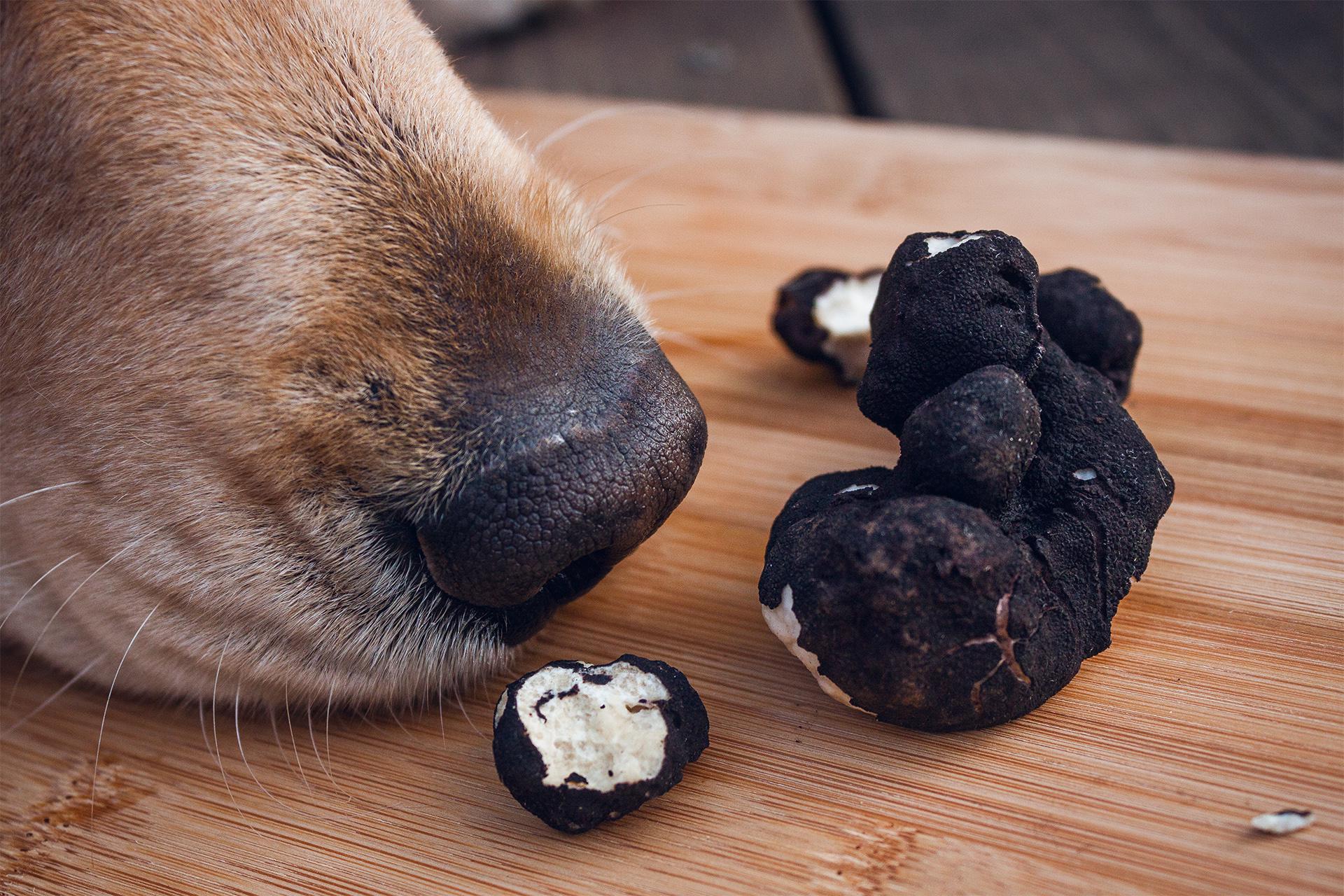 Oregon black truffle Leucangium carthusianum (all credit to Cricket the dog) r/mycology