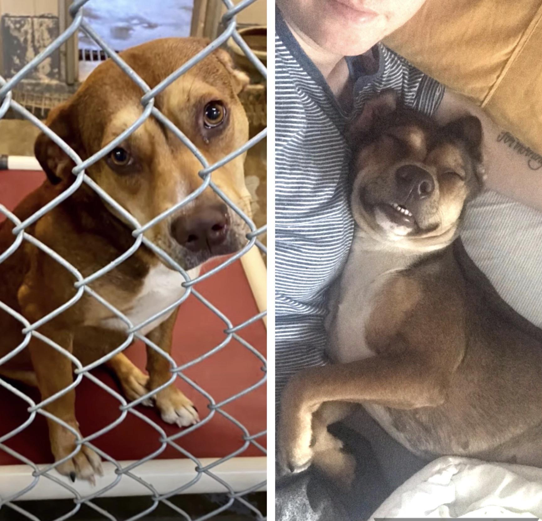 I adopted my sweet girl From a kill shelter in Atlanta, She’s