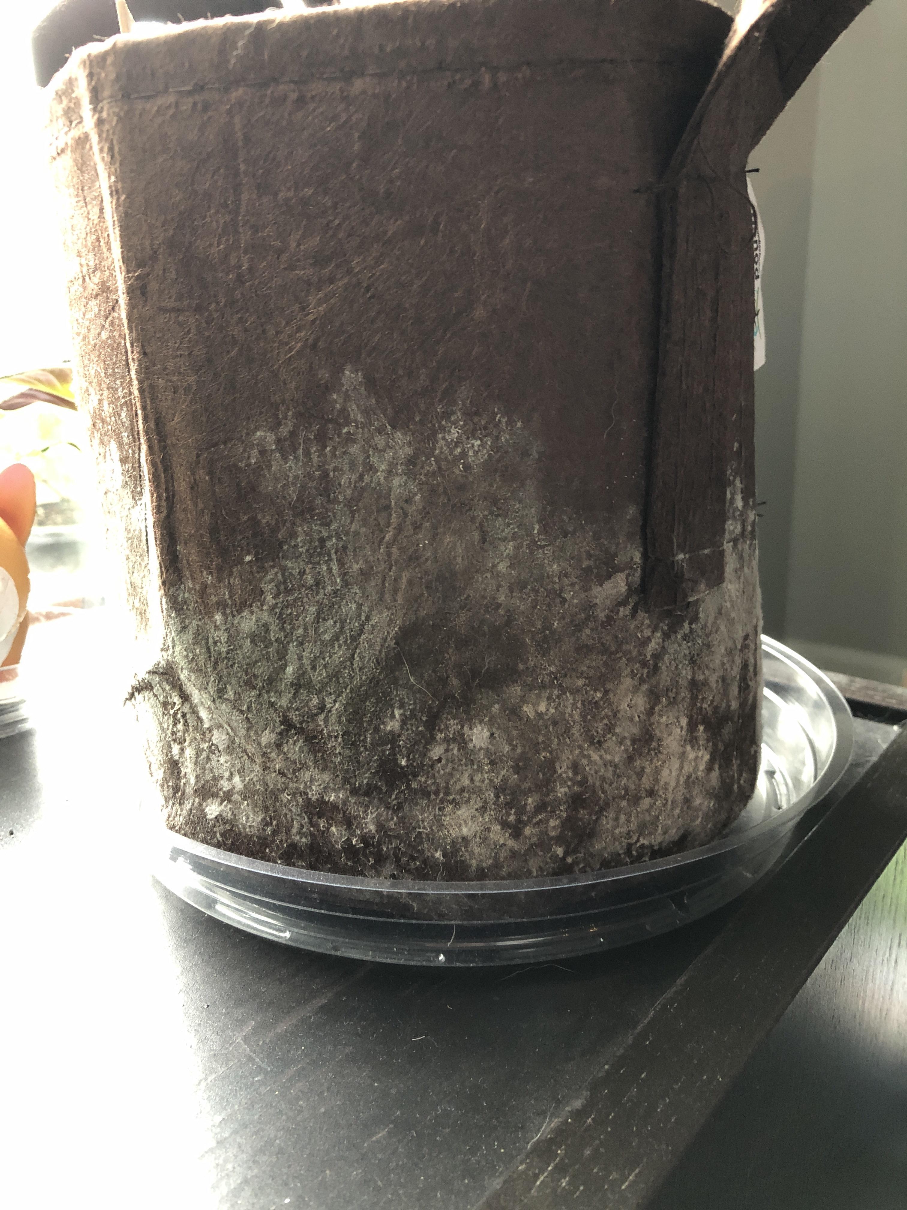 Has anyone had this happen to theyre fabric planters? Mold growing on it...