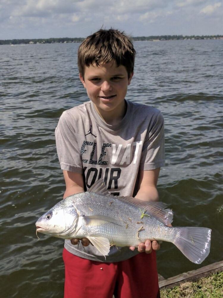 This is a freshwater Drum but apparently the right name is Gaspergou