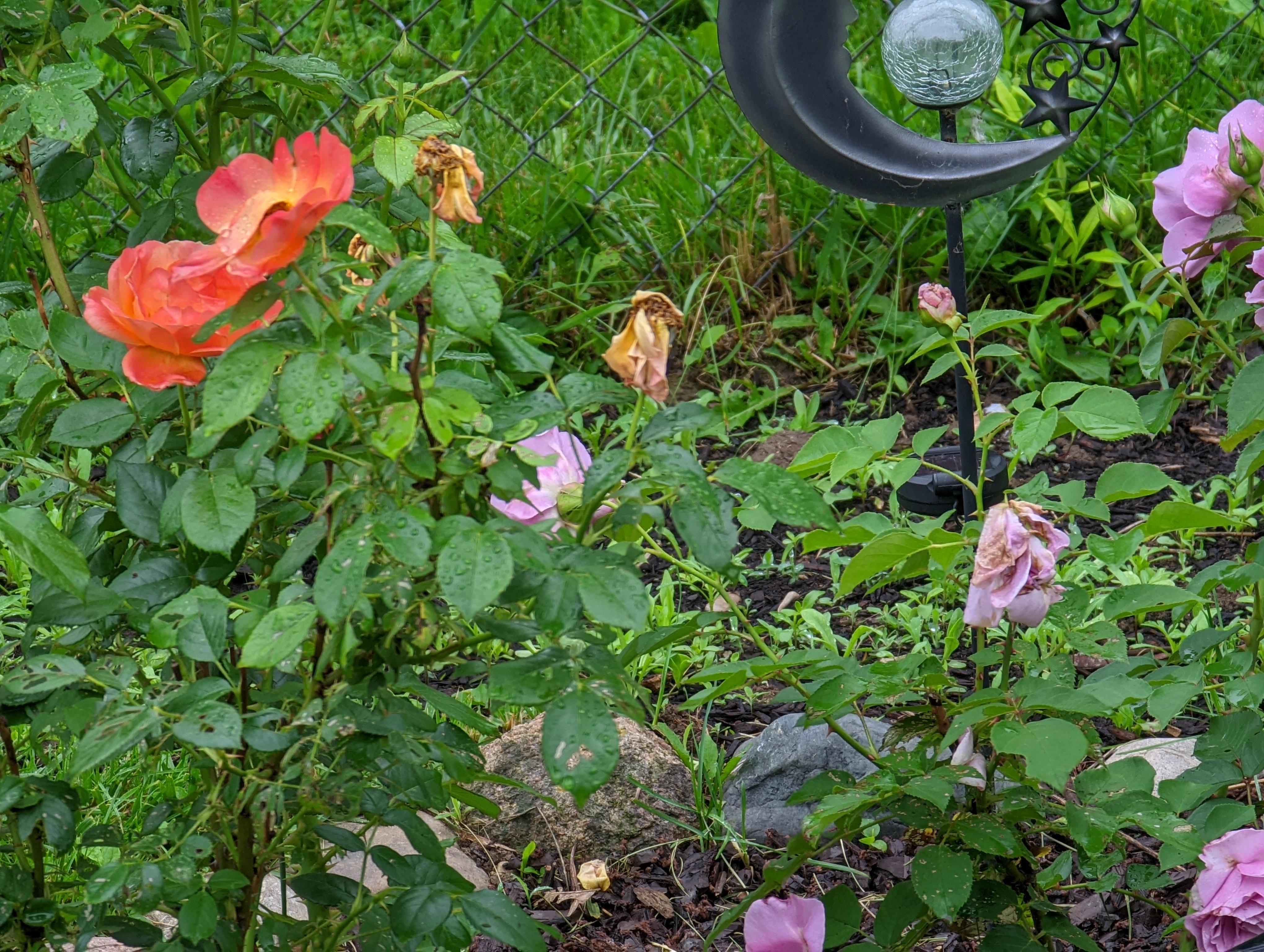 need help with roses! my roses are blooming like they have for the last