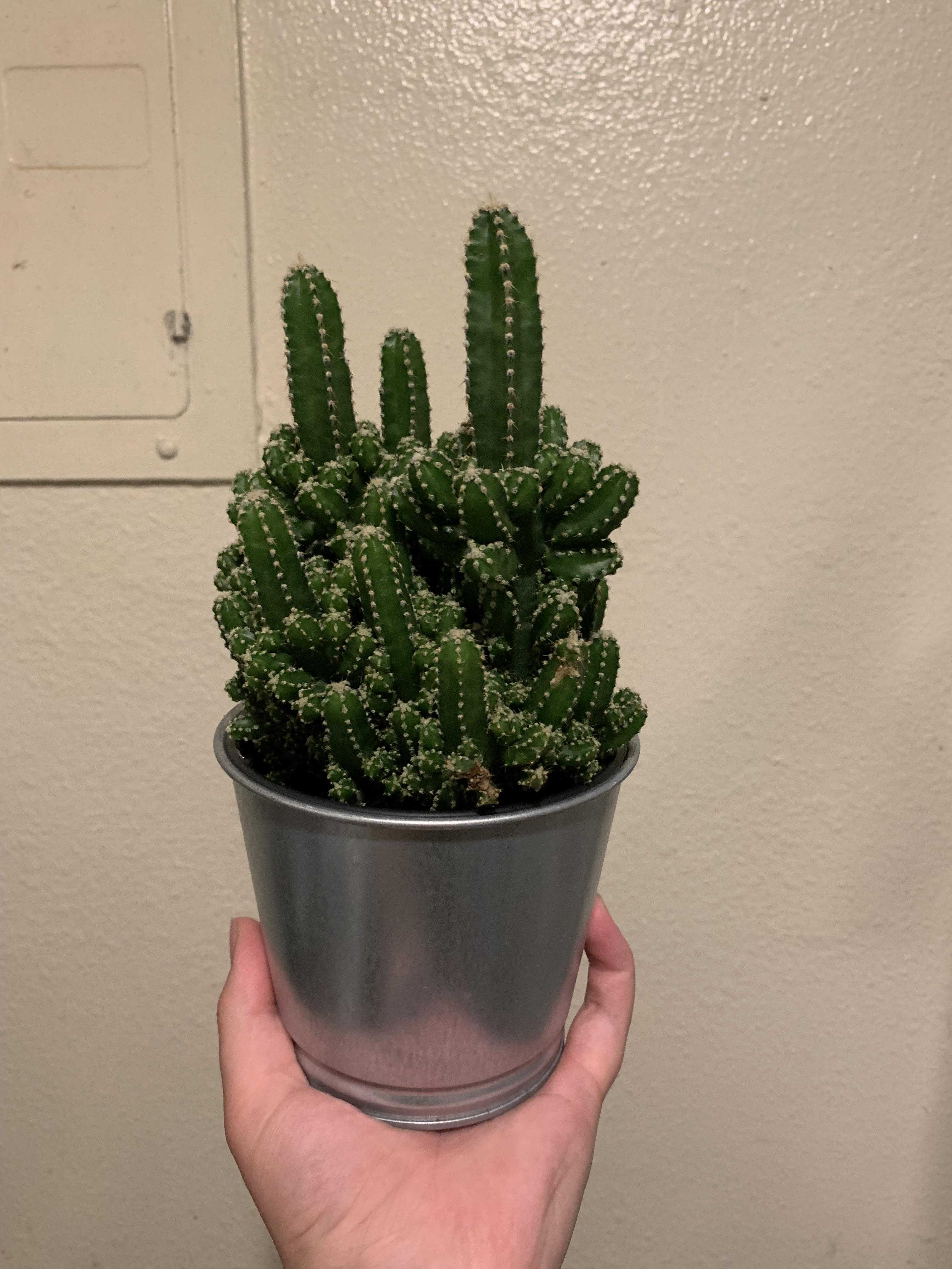 And this is why I always walk in the entrance that has the plants at my