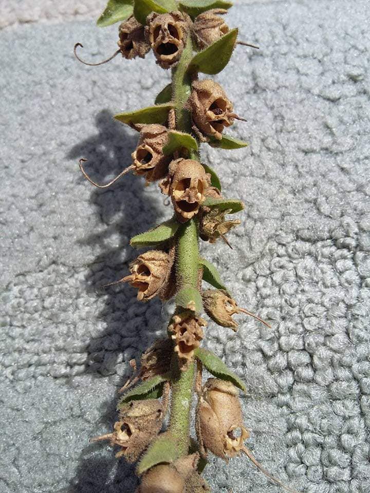 Snapdragon Flower Dead