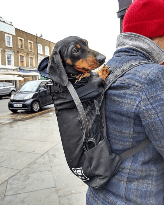 Dog carrier backpack for dachshunds 🐾 Dachshund