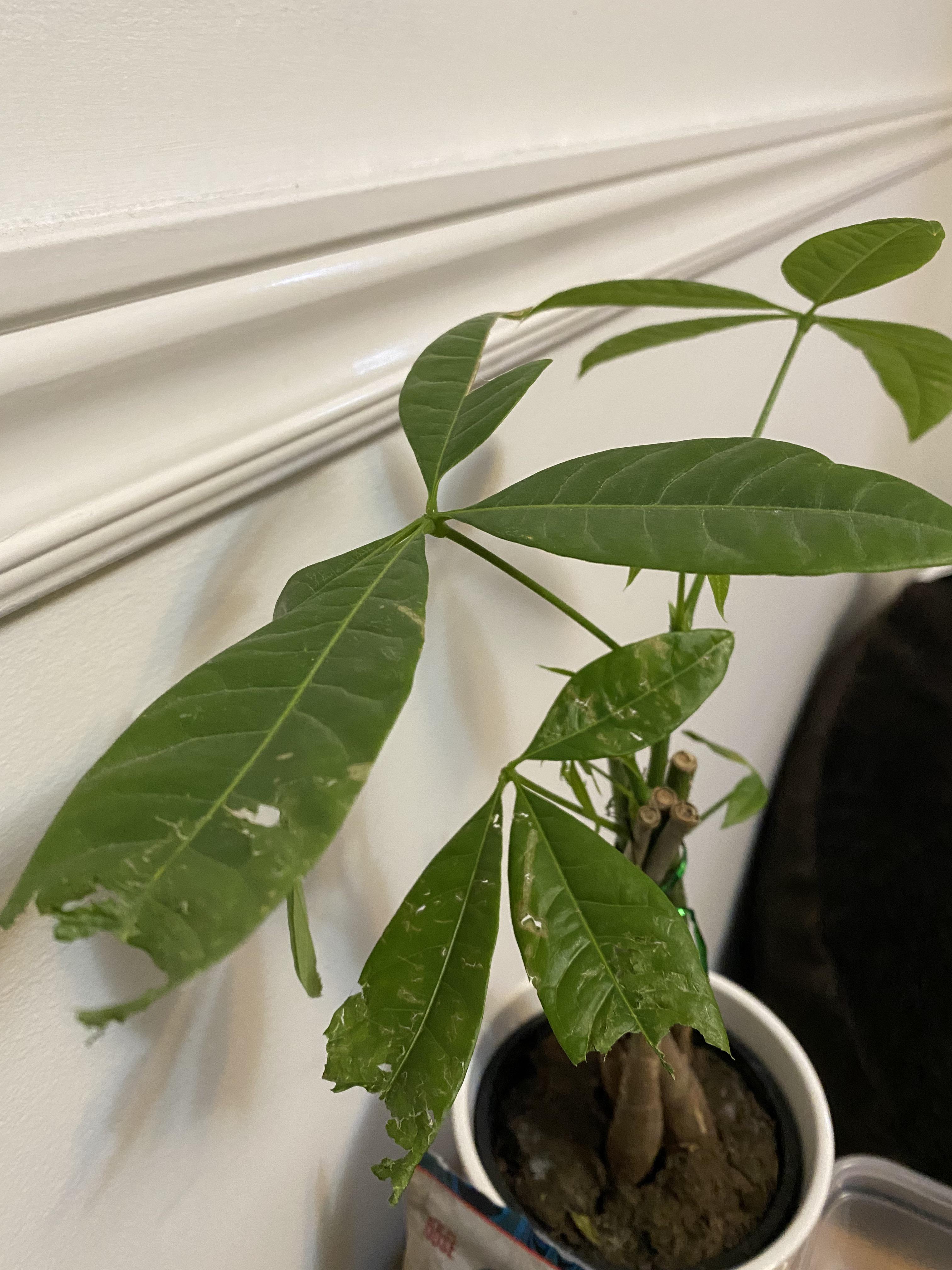 Cat ate my money tree, should I remove the chewed leaves? houseplants