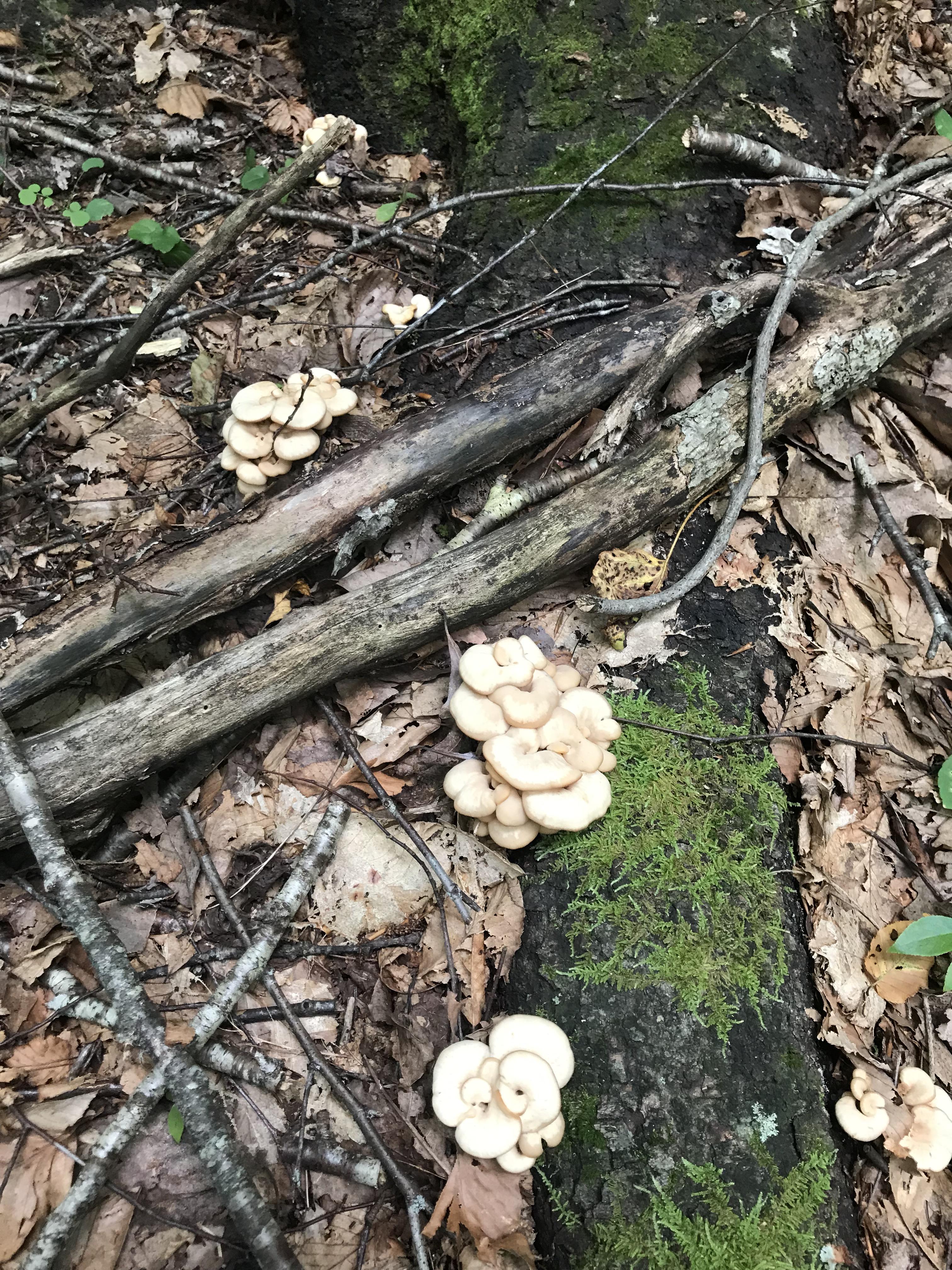 What are these mushrooms growing on tree roots? Found in western NC. r/mycology