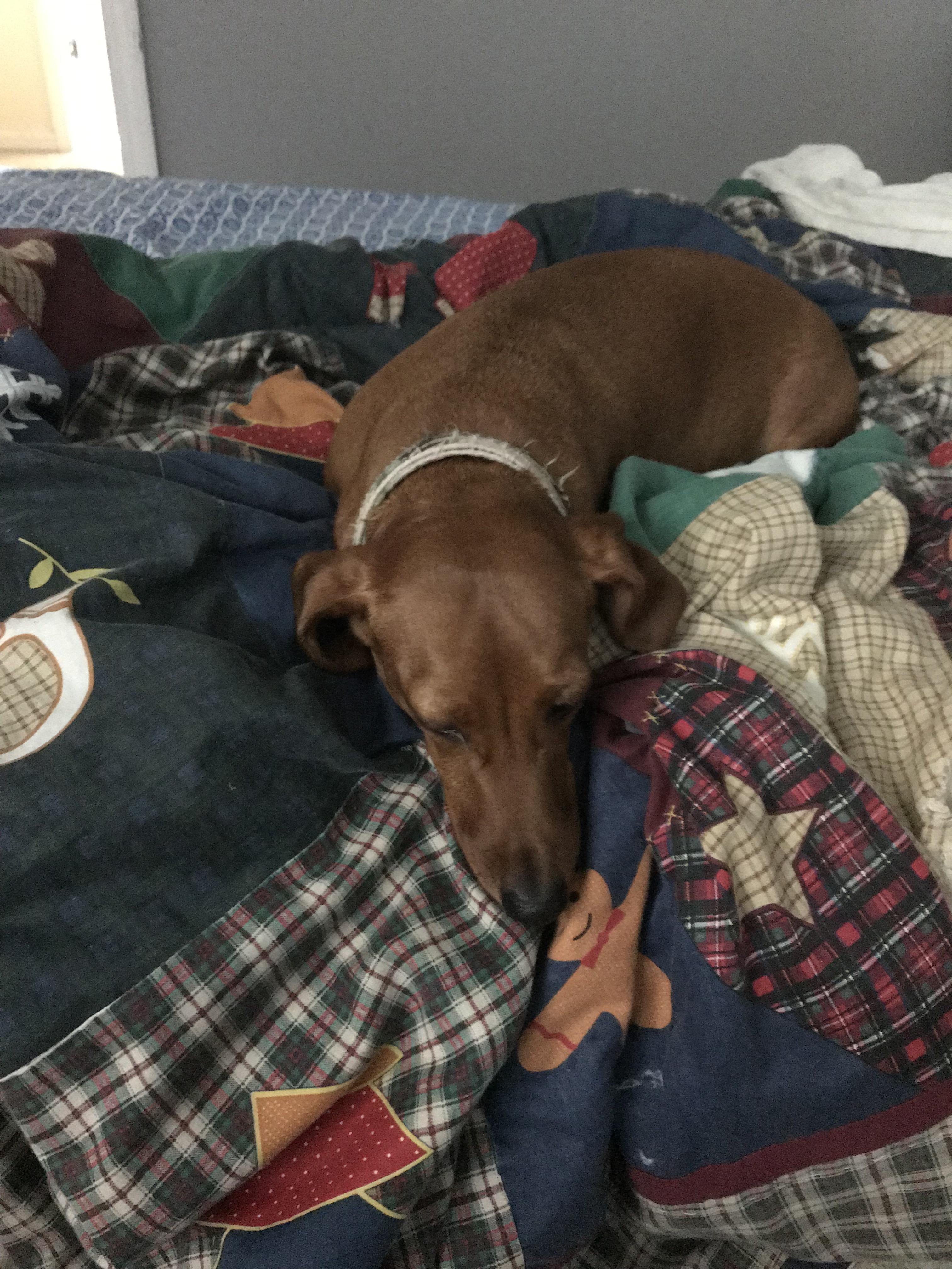 My 2 year old dog. Caroline r/aww