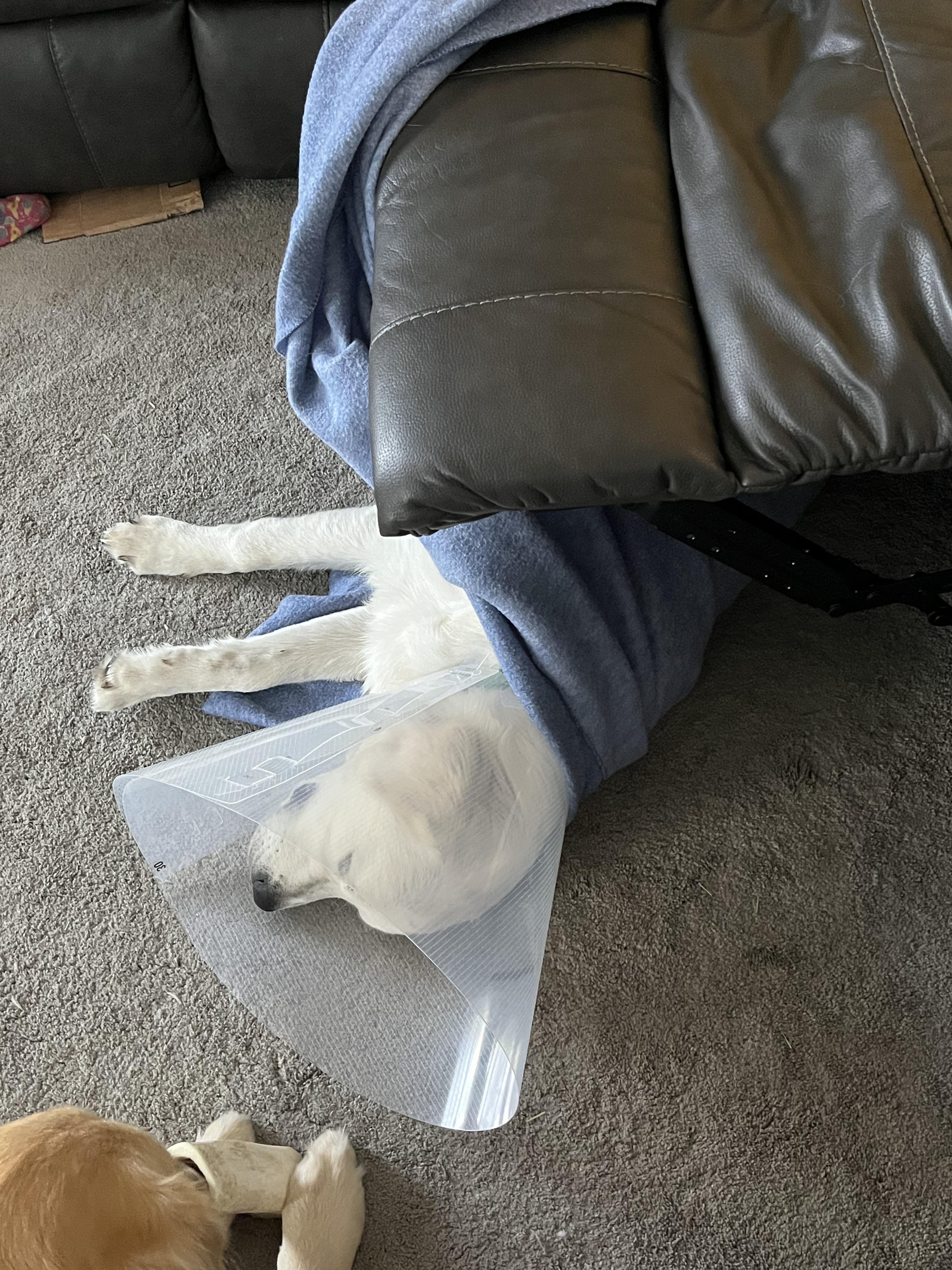 My cute little blanket thief! r/goldenretrievers