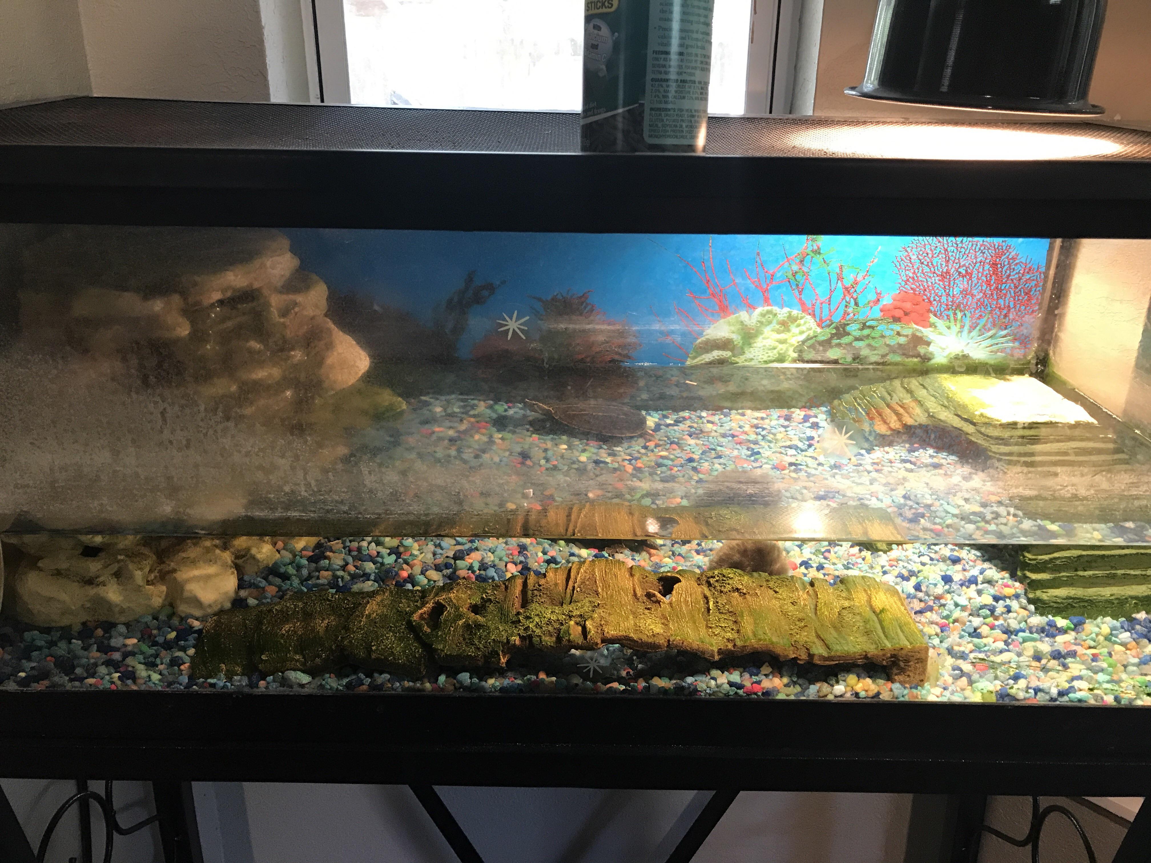 Should I update my turtles tank? We’ve had him in this arrangement for