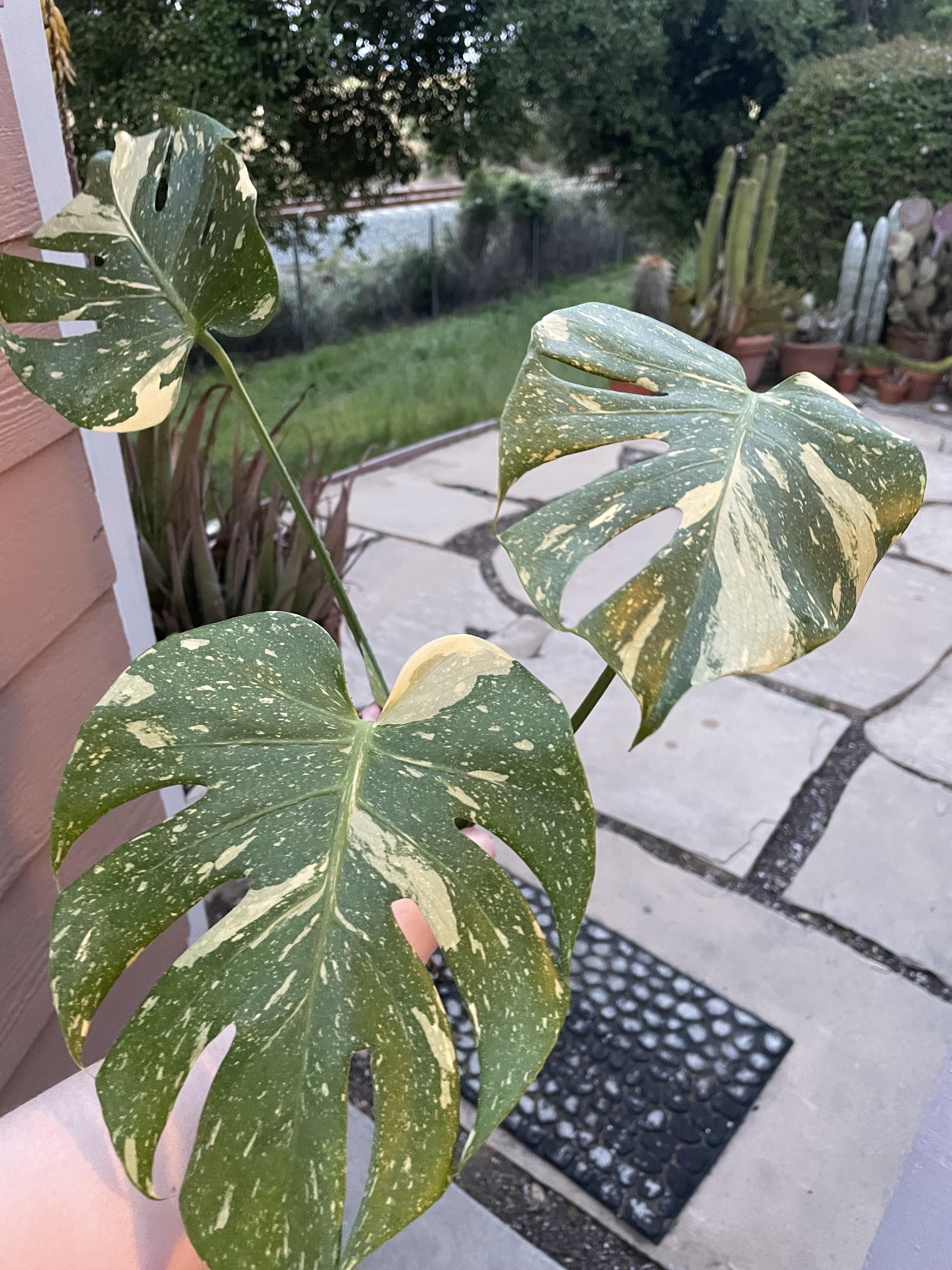 Best Soil for Monstera Thai Constellation Monstera Plant