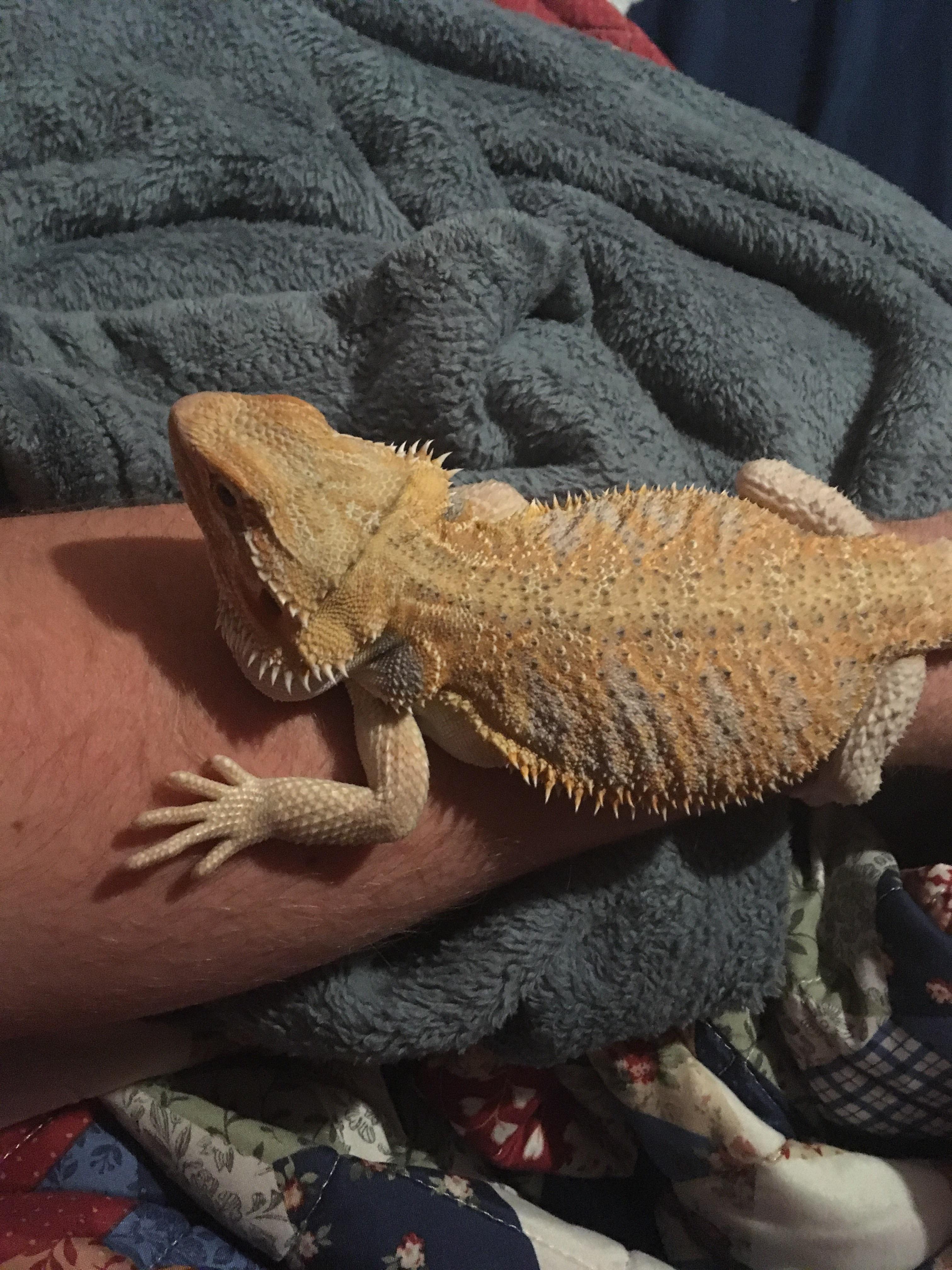 When your heat lamp burns out and you have to cuddle with Dad until