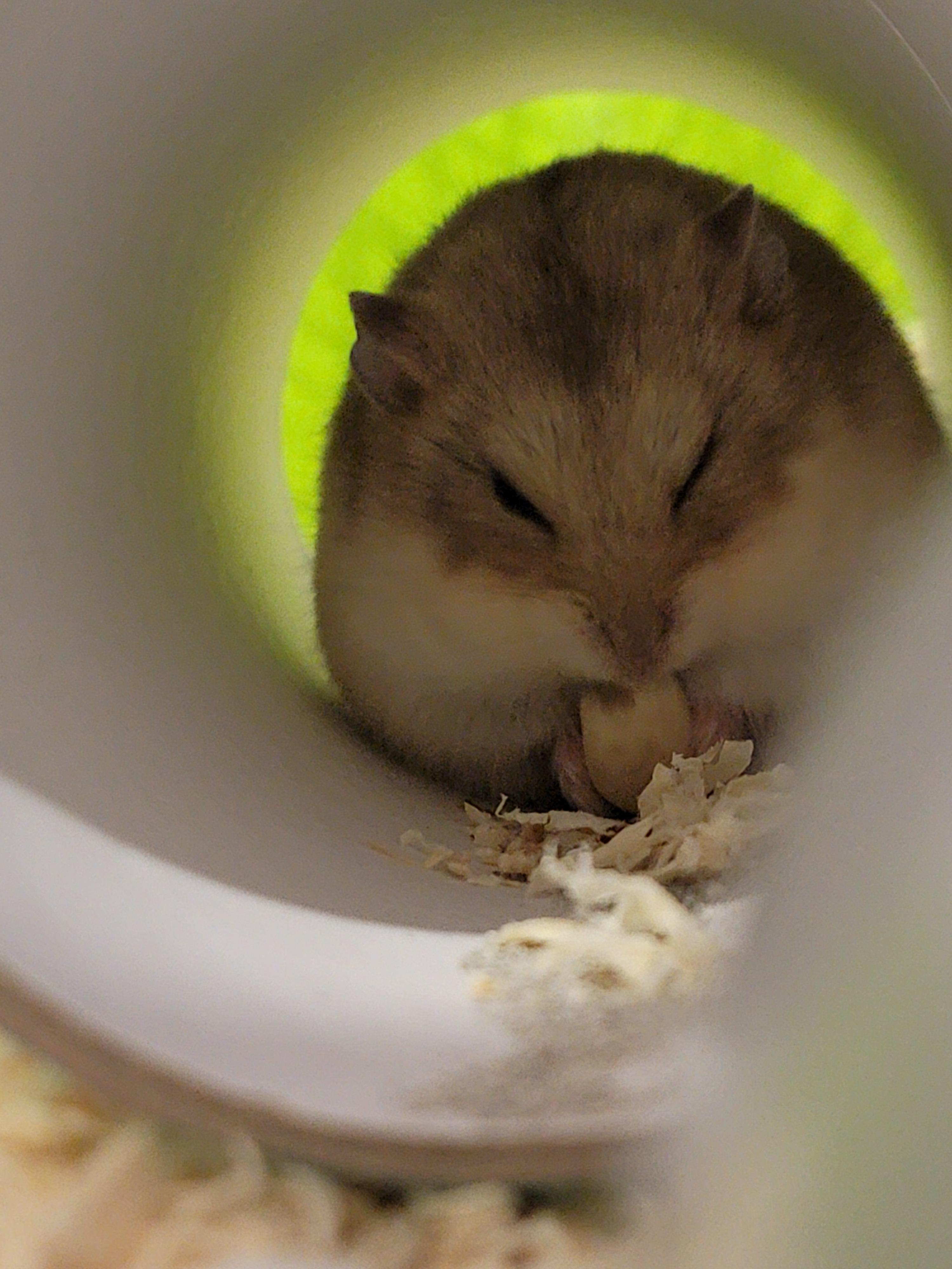 He keeps biting me to draw blood and seemed excited after I bled ( I'm