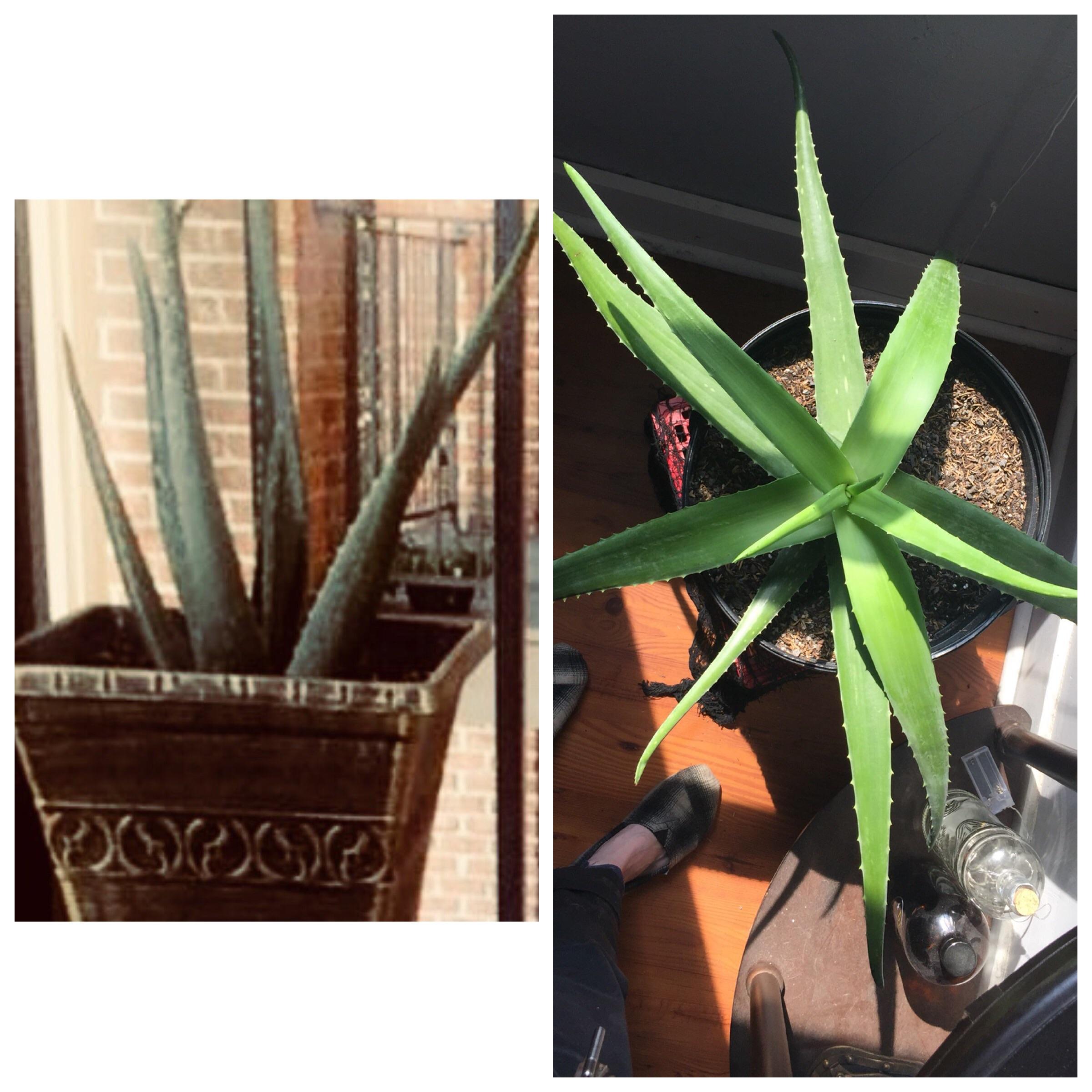11 months progress on my Home Depot Aloe Vera. She gave me two healthy pups already, hoping for