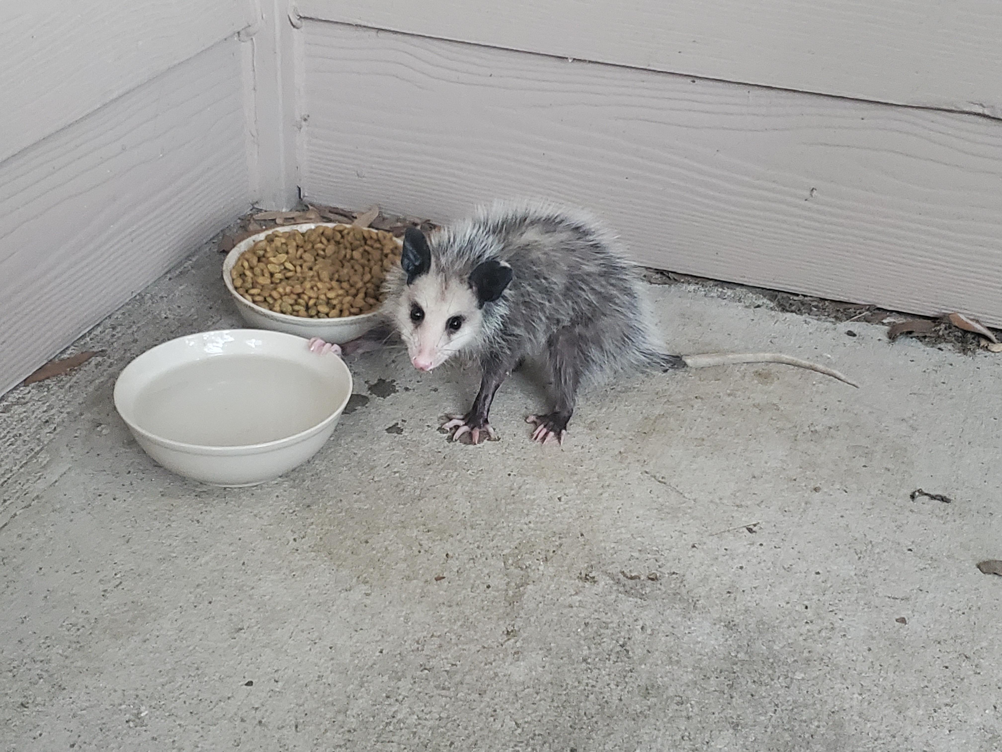 Baby Opossum came for some food that I leave for the stray cats. r/aww