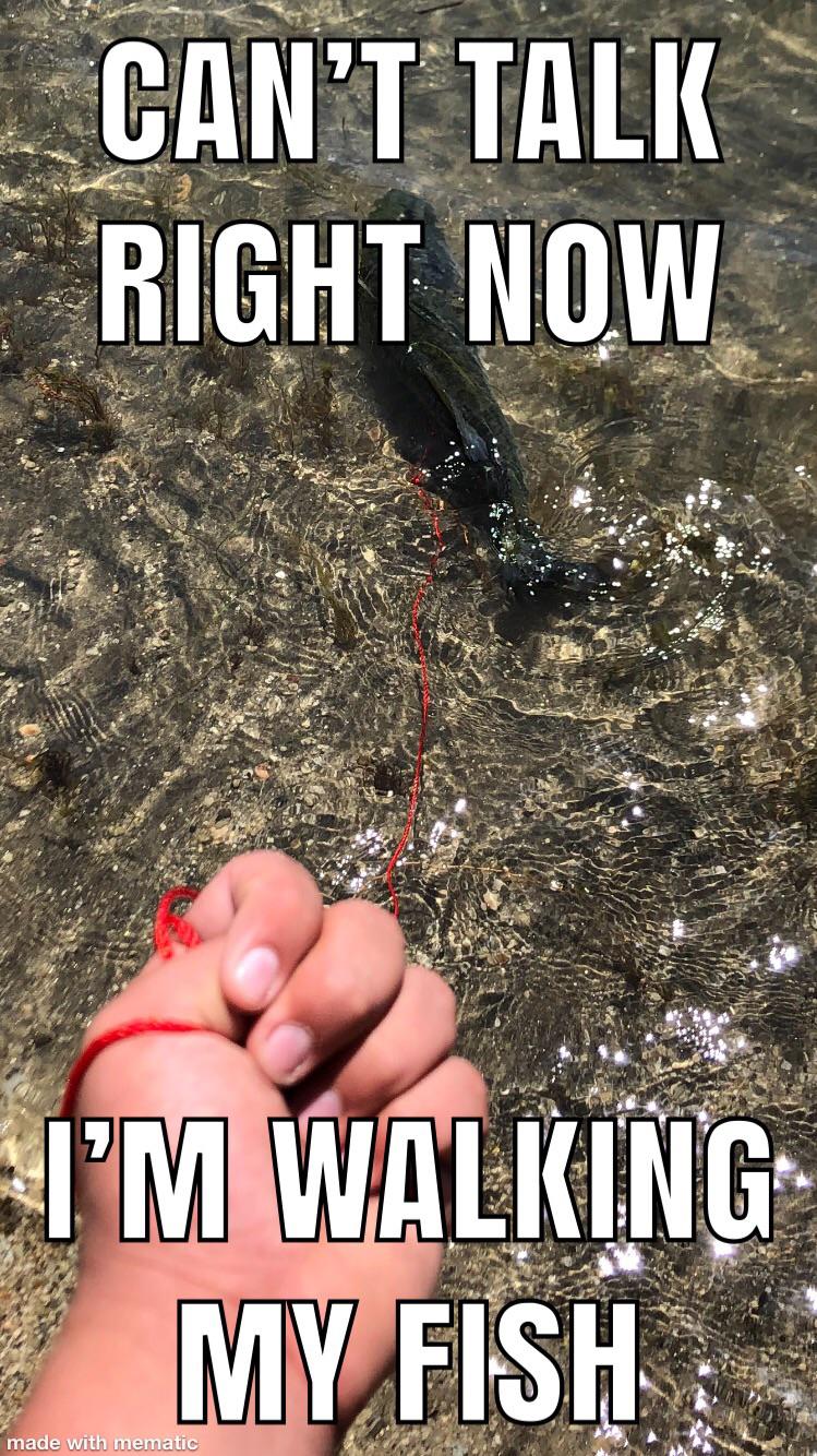 I’ve went fishing today and walked my fish r/dankmemes