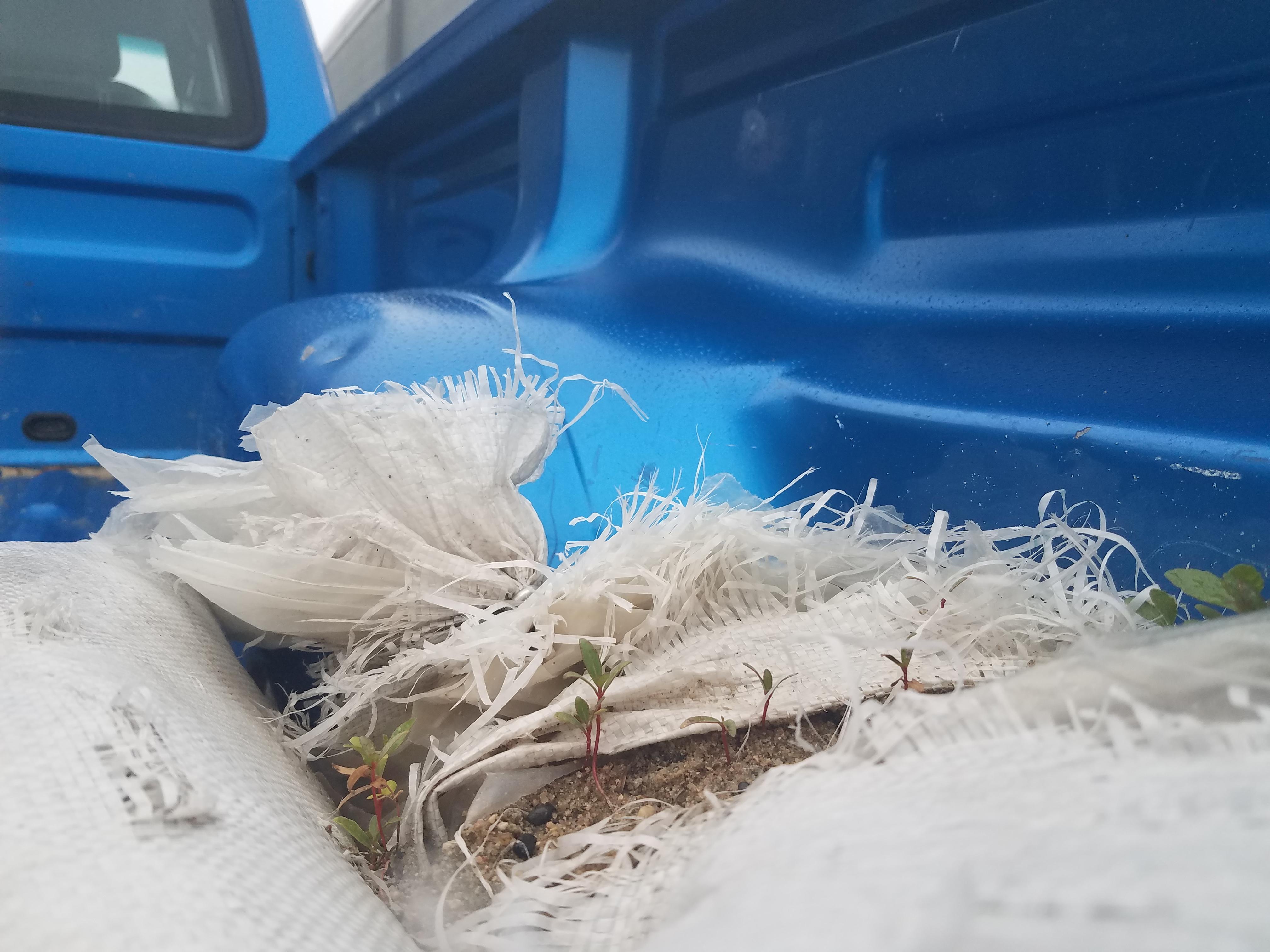 A tiny ecosystem started growing in the sandbags in the bed of my