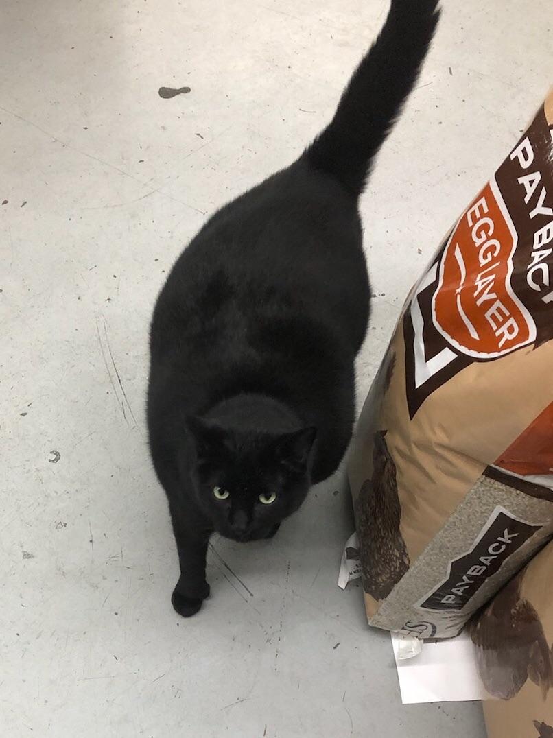 Selfemployed cat food tester. His name is Tillman and he lives at the