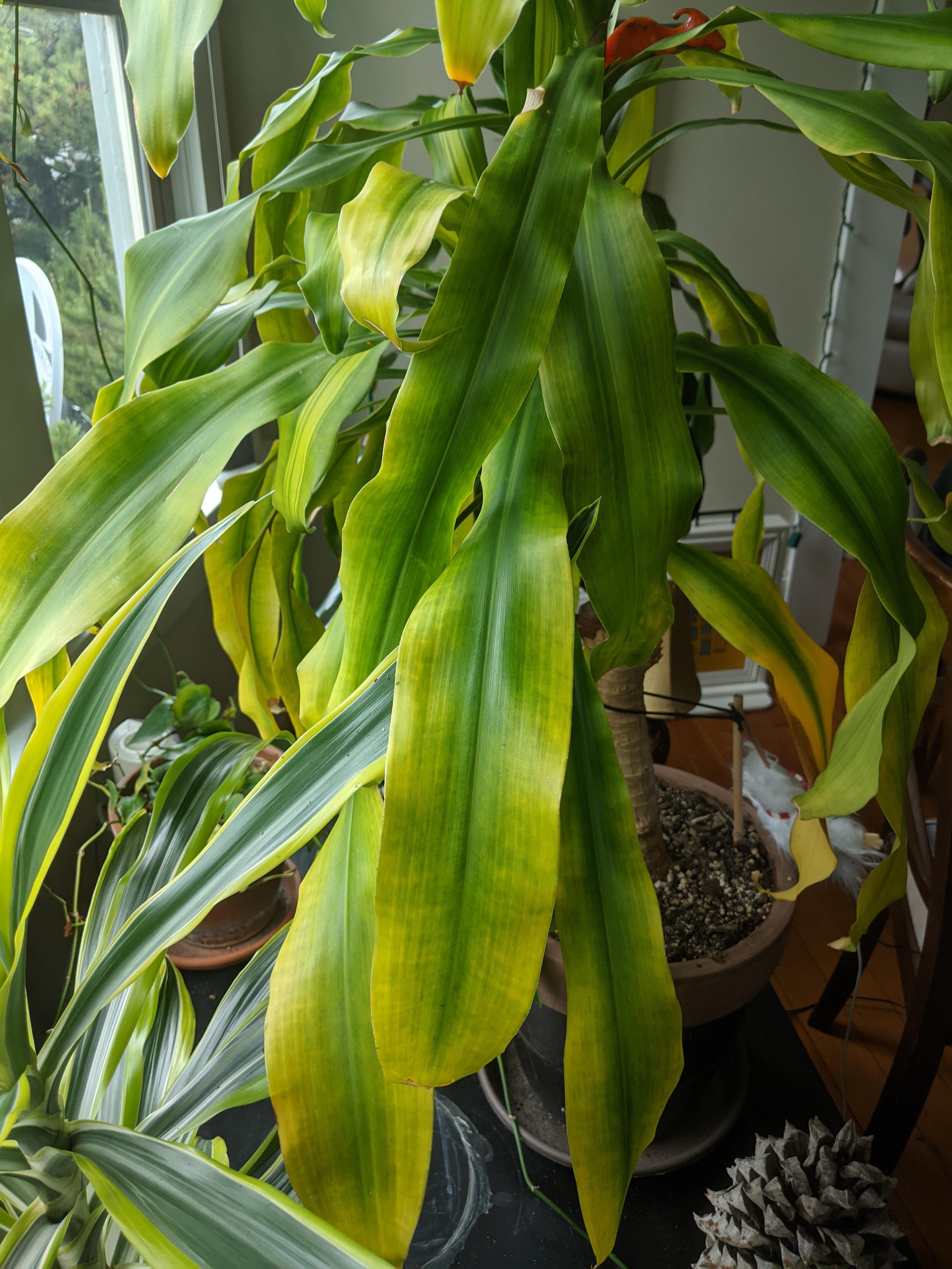 Getting some yellowing on the leaves of my corn plant! It hasn't been