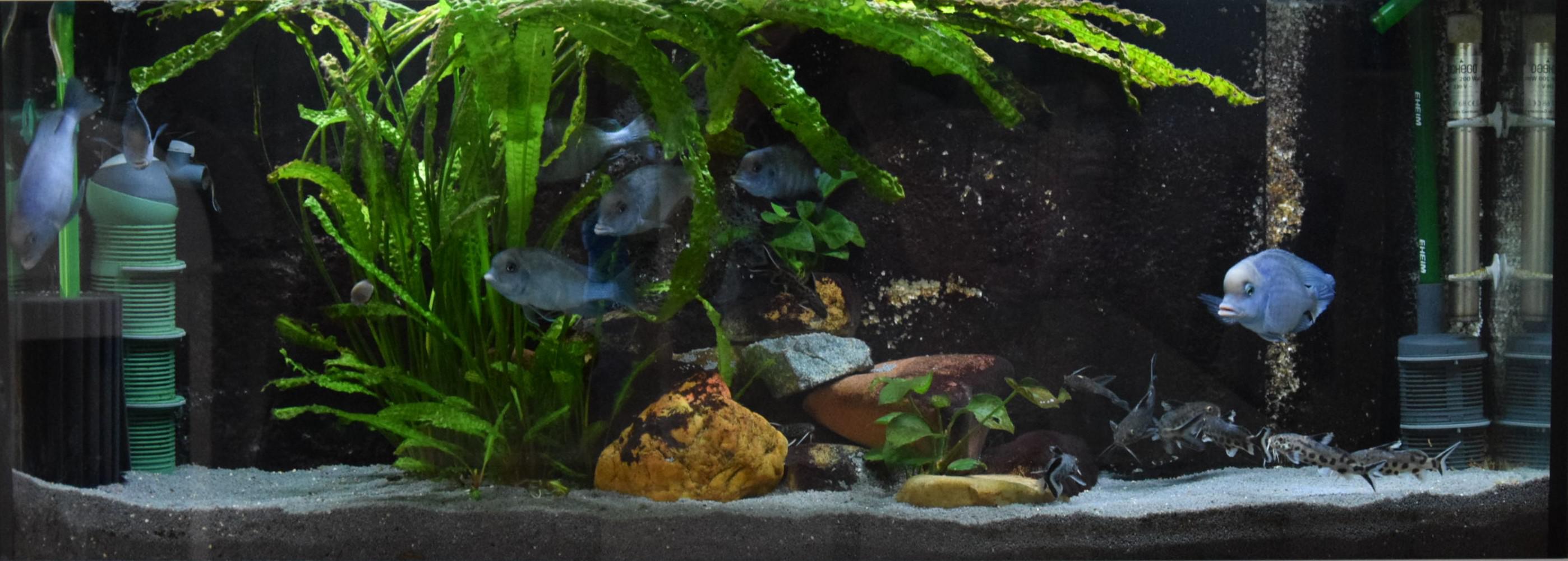 Perfect plant for African cichlids u/SoizicSOSAquarium