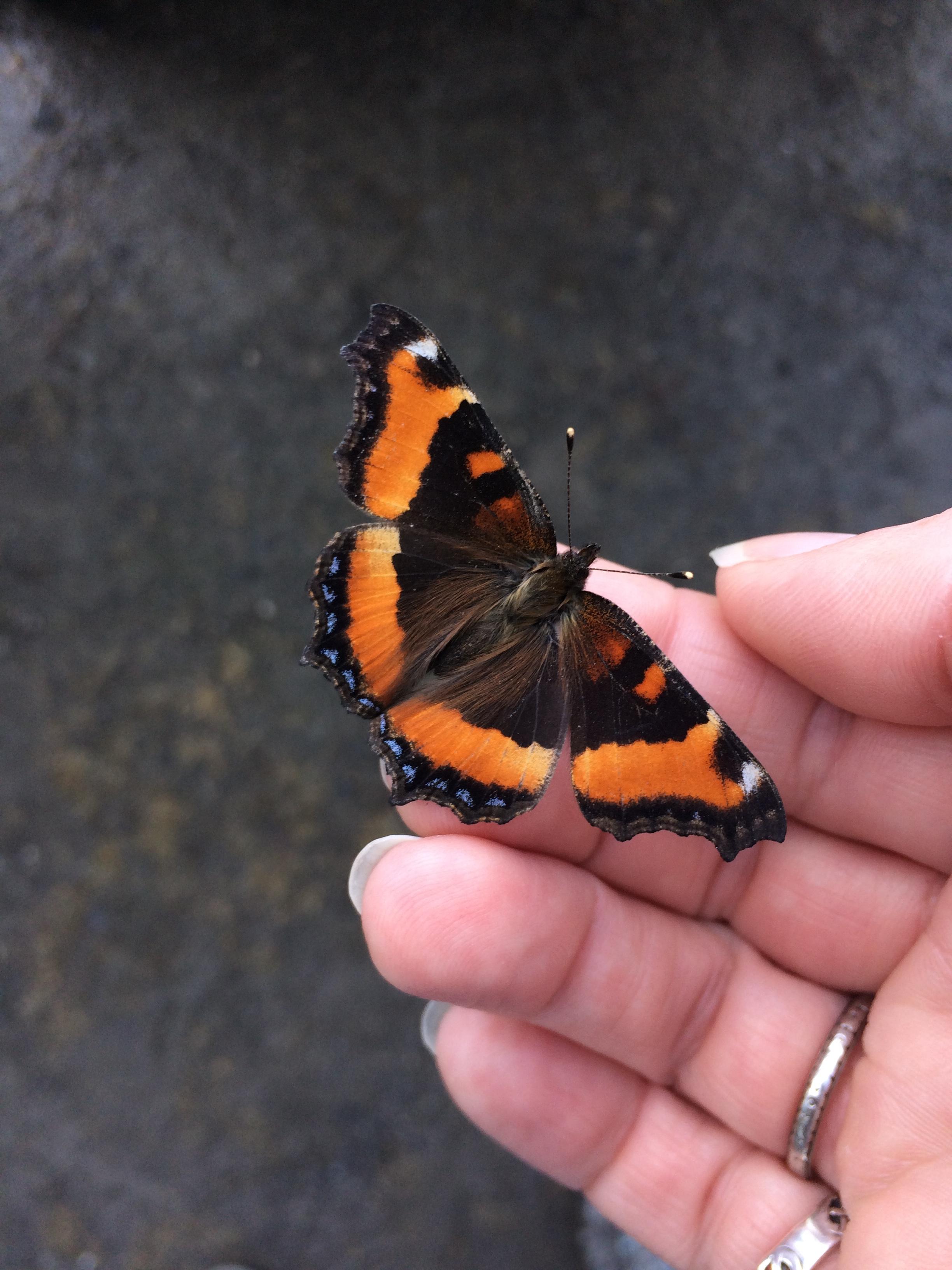 Butterfly in Upstate NY (North of Albany) found Feb. 21, 2018 r