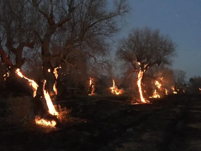 Olive trees on fire r/pics