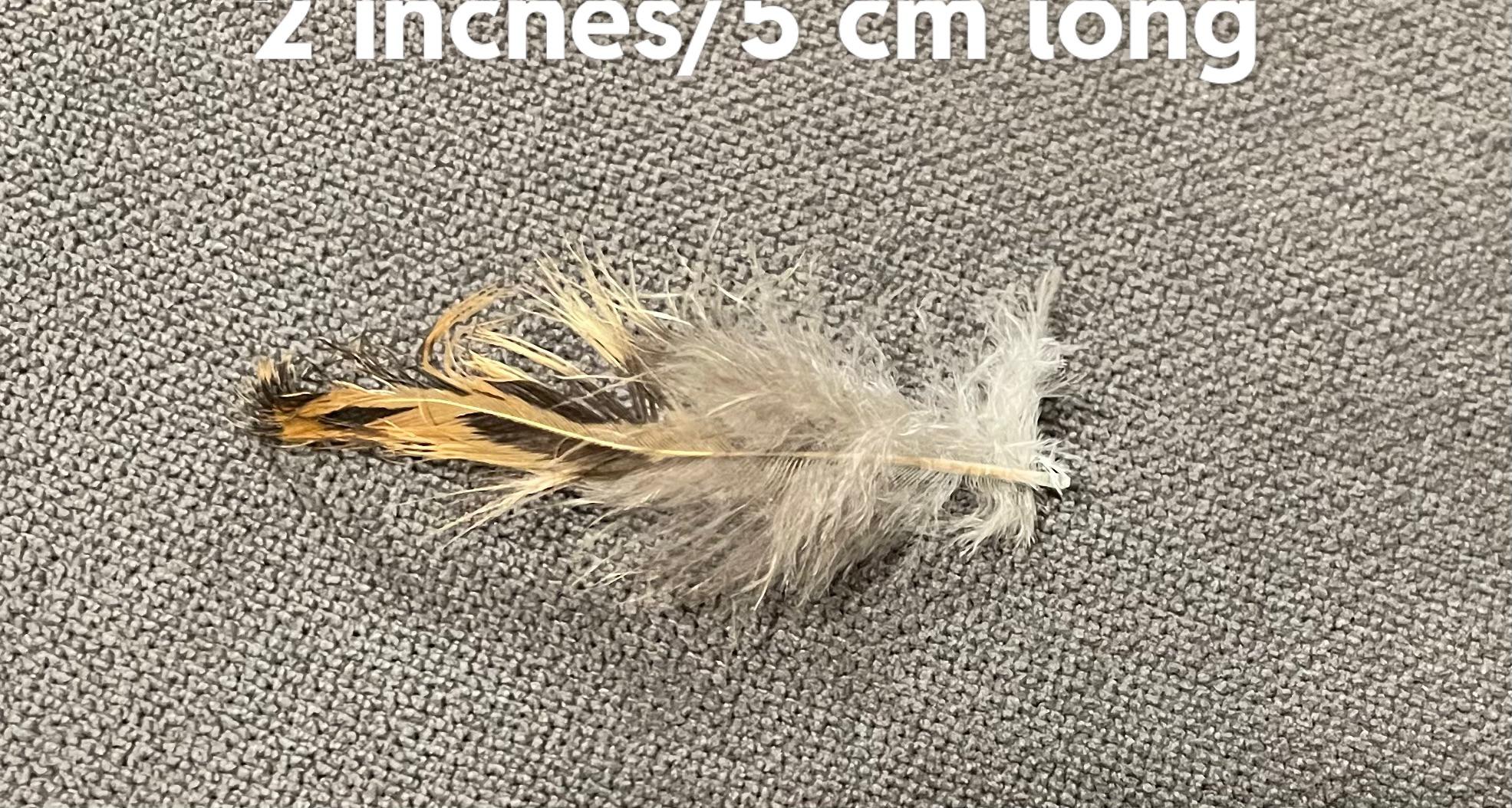 Feather from inside a throw pillow, USA r/whatsthisbird