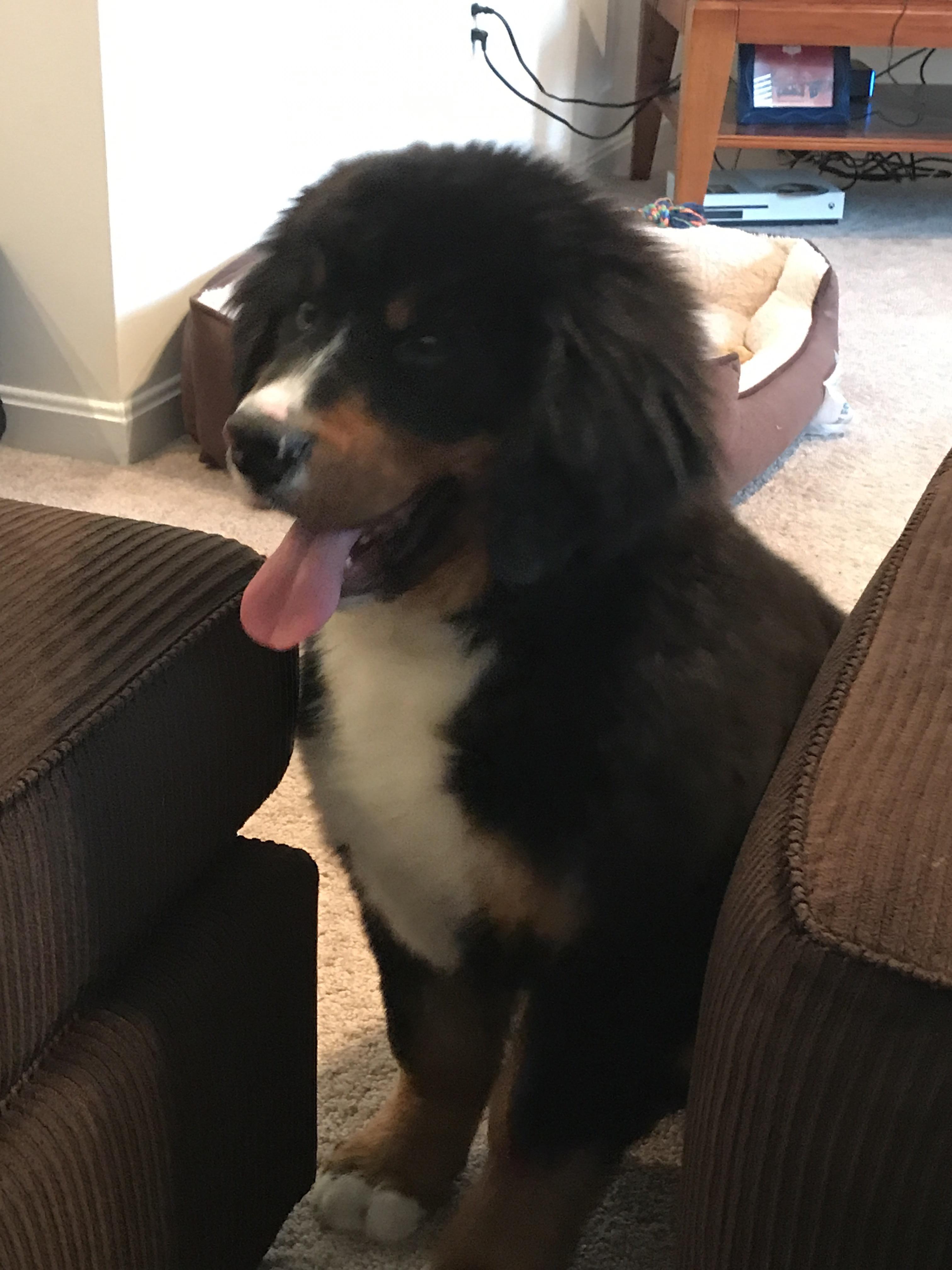 Meet Moose! My five month old Berner puppy. He weighs about fifty