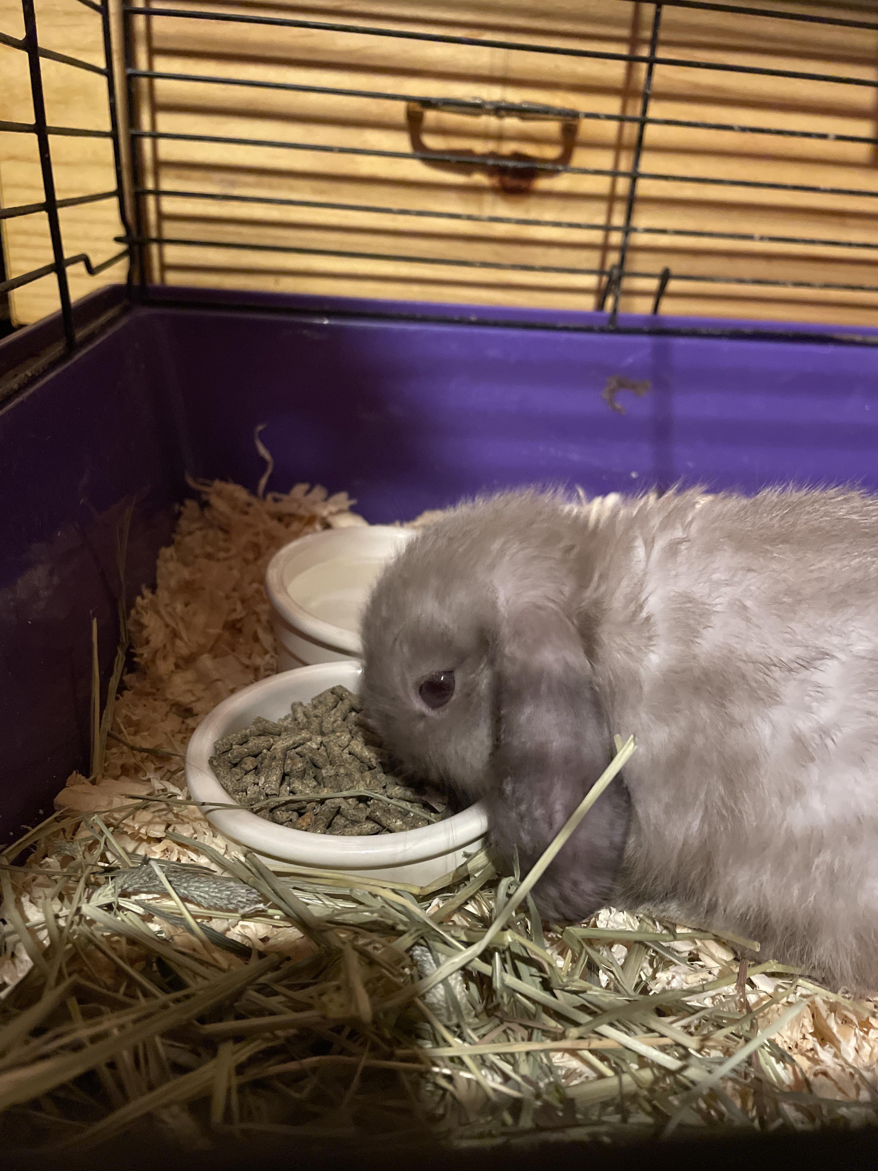 I got this illegally small bunny two days ago, I named her Benny! What