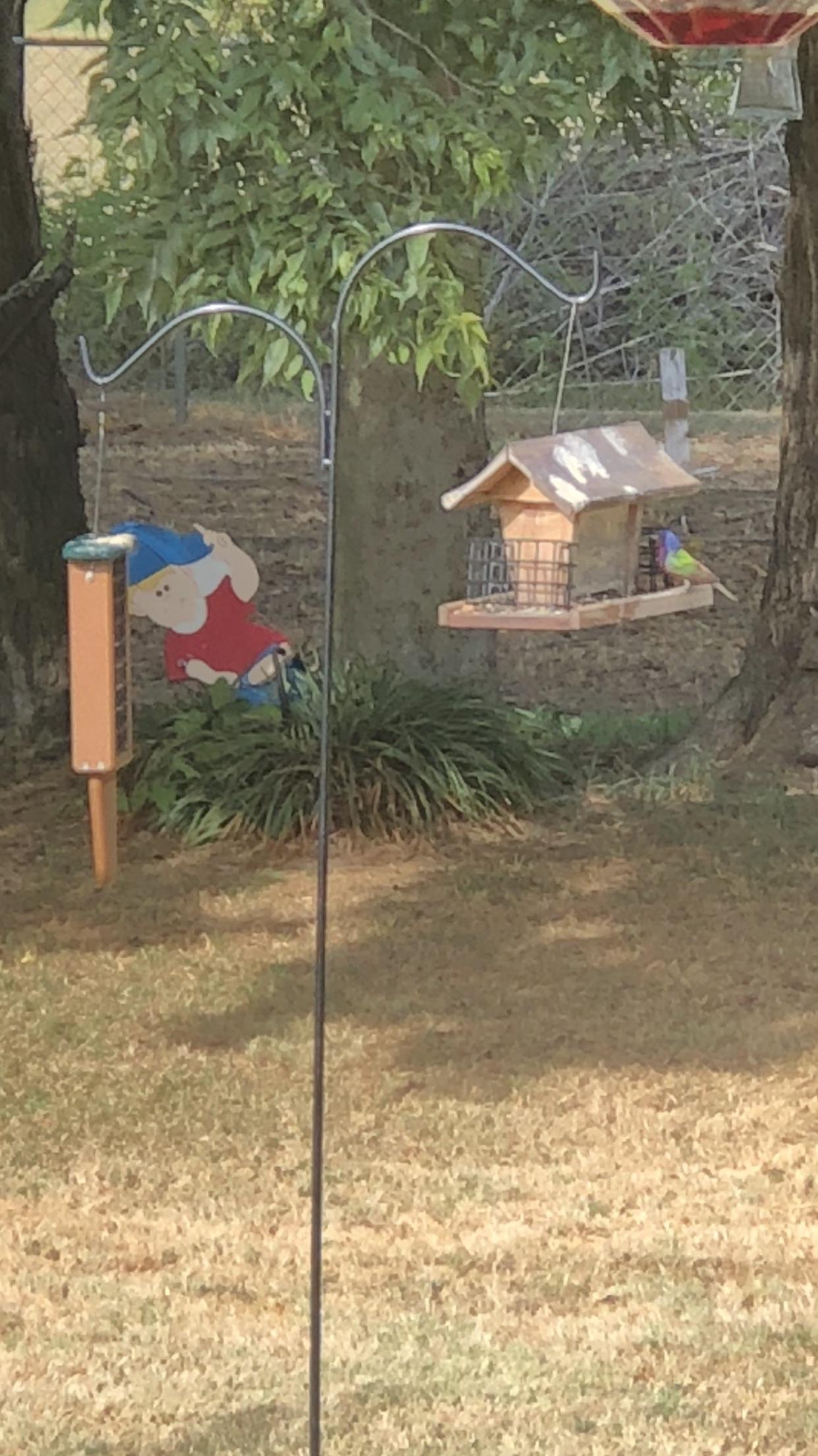 Our first painted bunting. North Texas r/birding