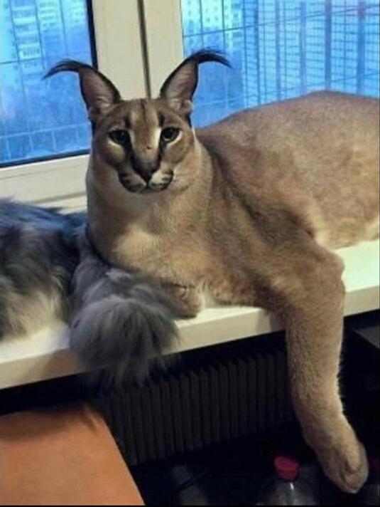 Caracal Big Floppa Cat Breed