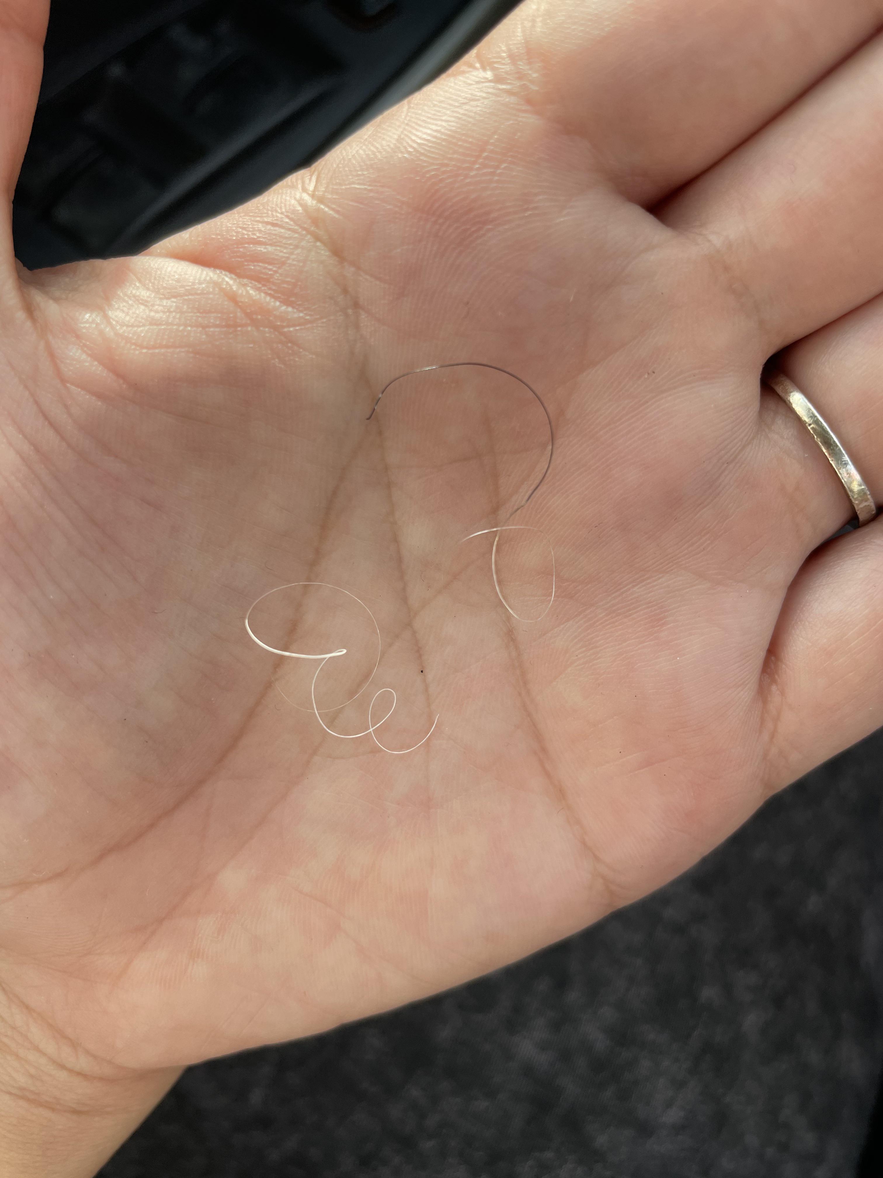 One of my white hairs started to grow back in black (follicle attached