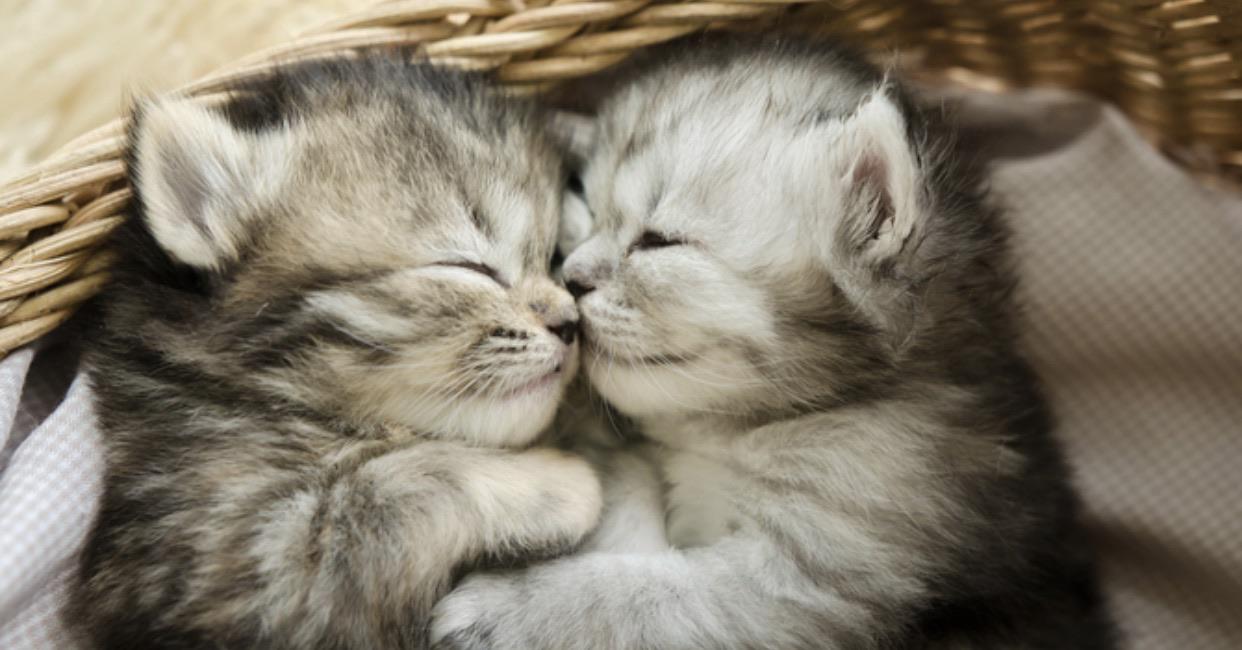 Best friends since birth r/aww