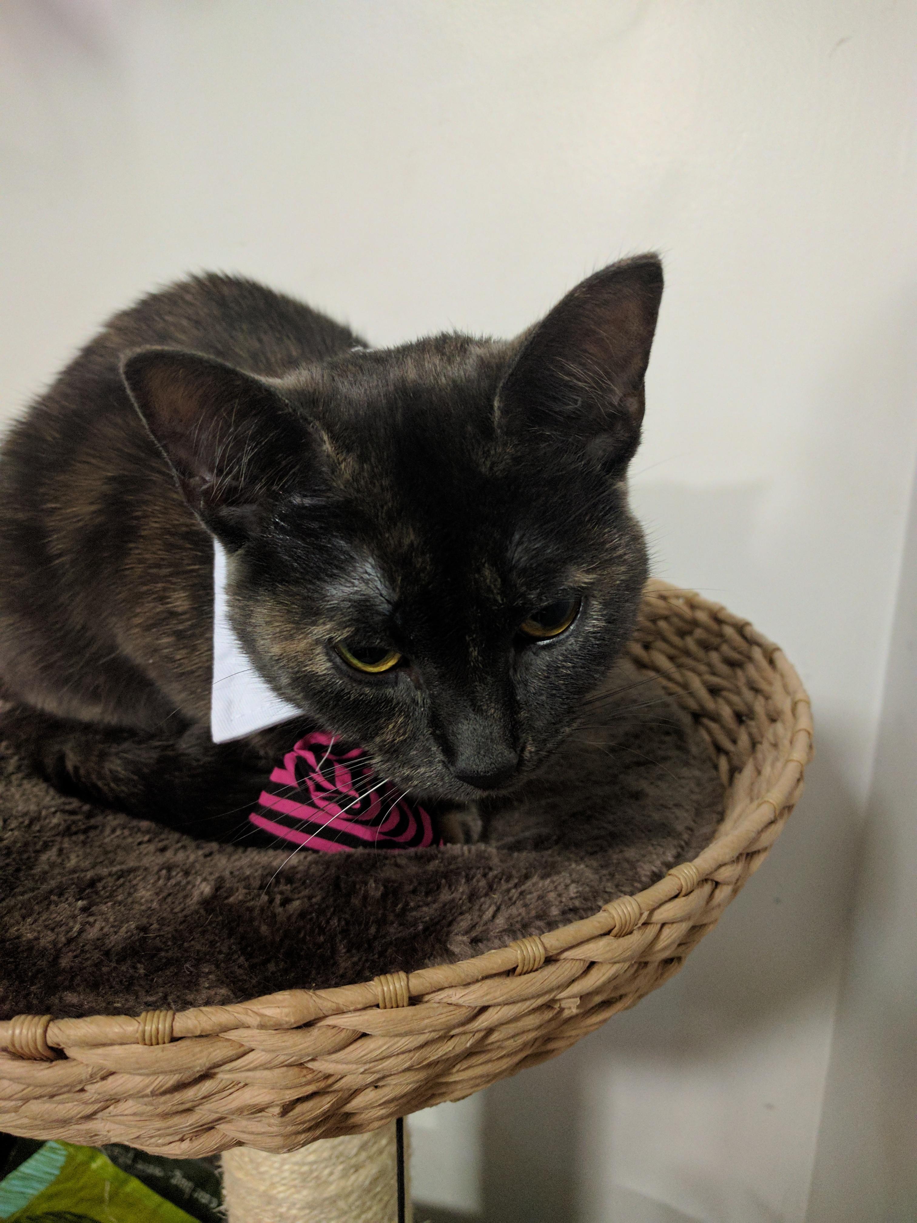 Here's another picture of my cat, this time with her favourite collar