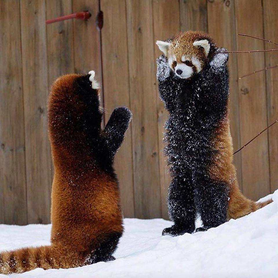 Red Pandas. r/aww