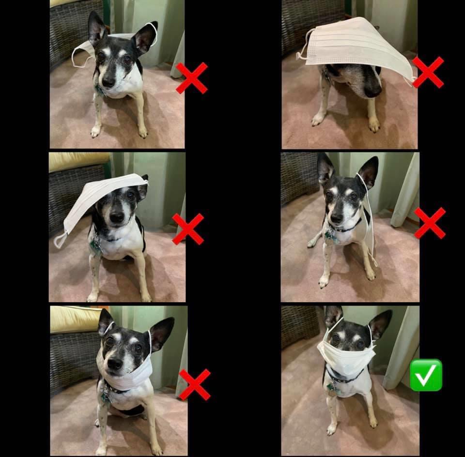 My dog showing how to properly wear a mask r/funny