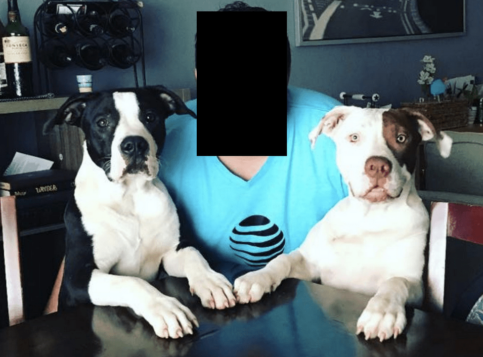 The two dogs that recently killed their owner when she went to feed