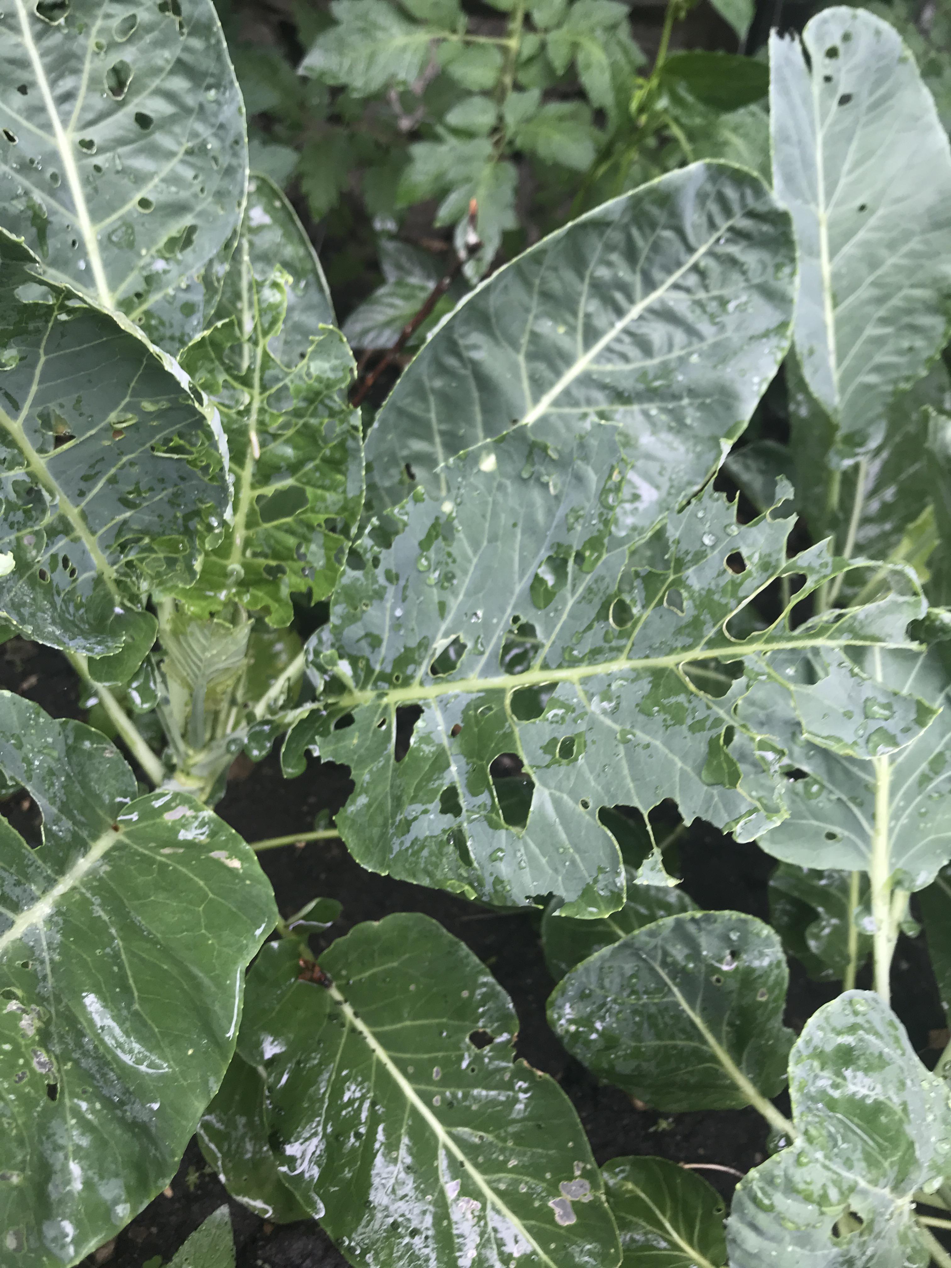 What is wrong with my cauliflower plant? Have bugs been eating it