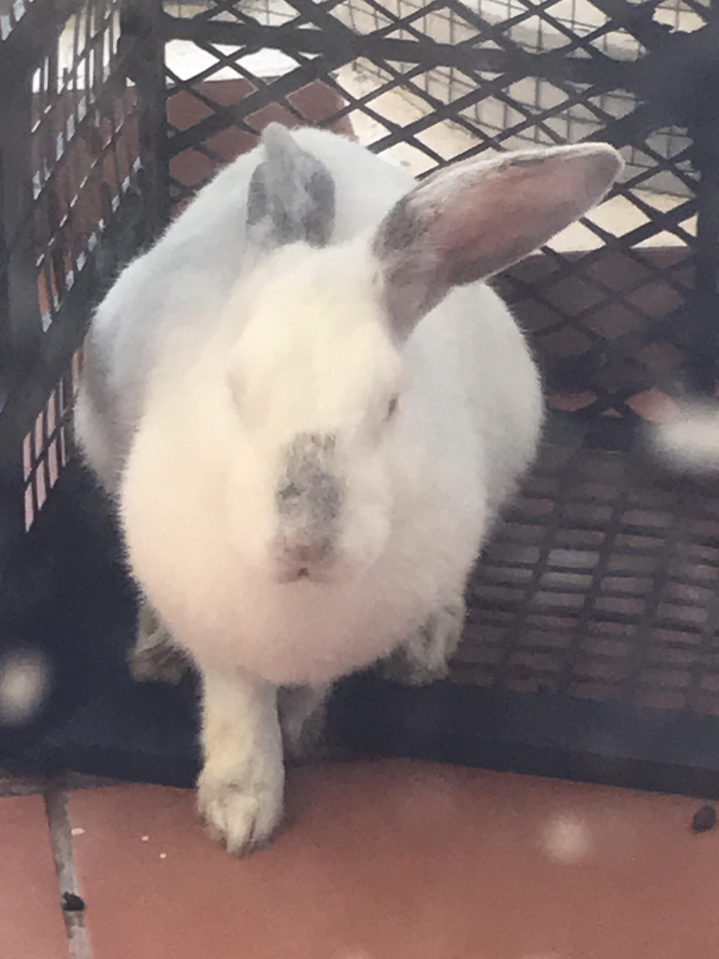 Why is my rabbits ear turning black? r/Rabbits