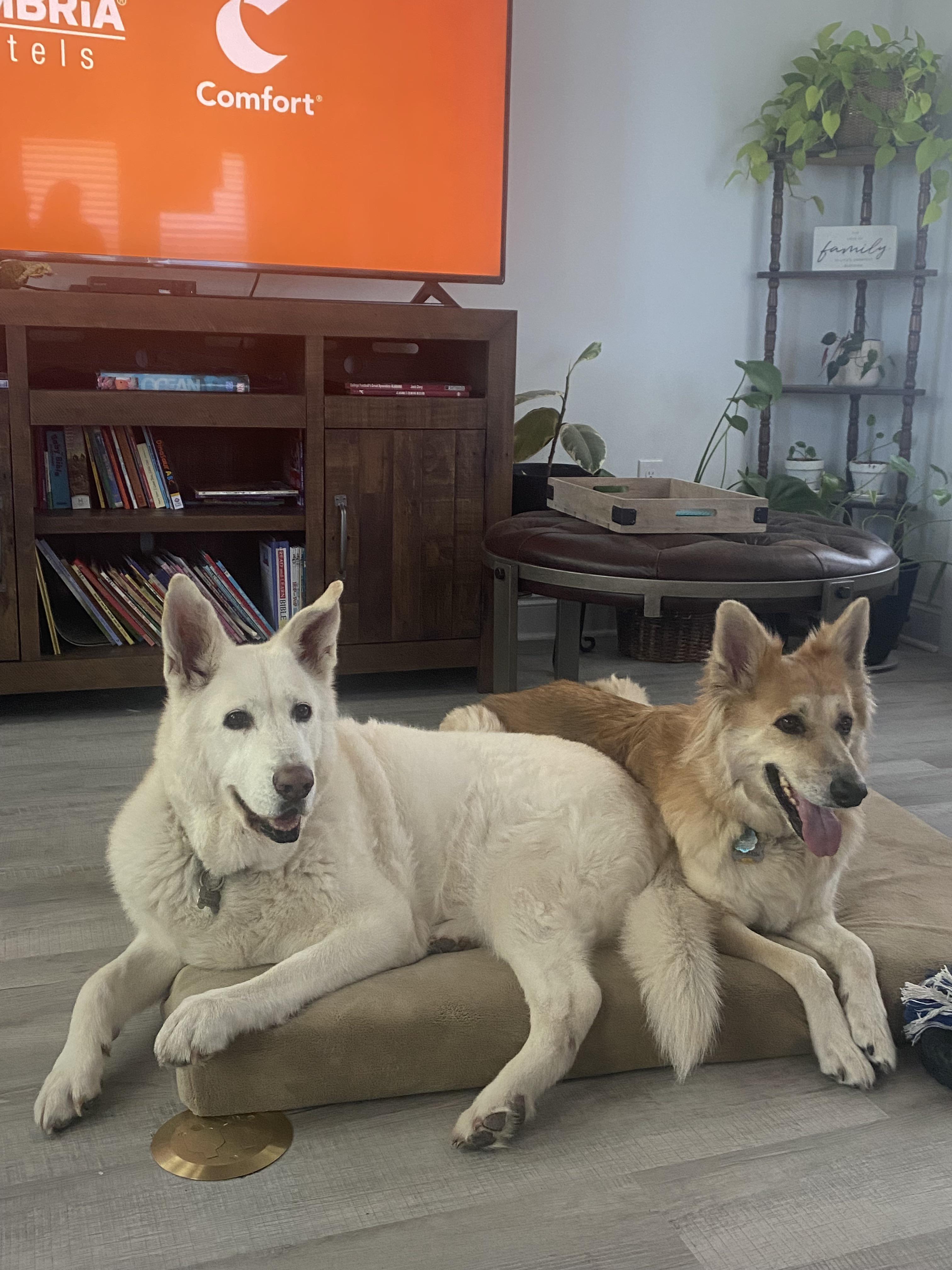 Car Camping with Dogs in Cold Temps r/germanshepherds