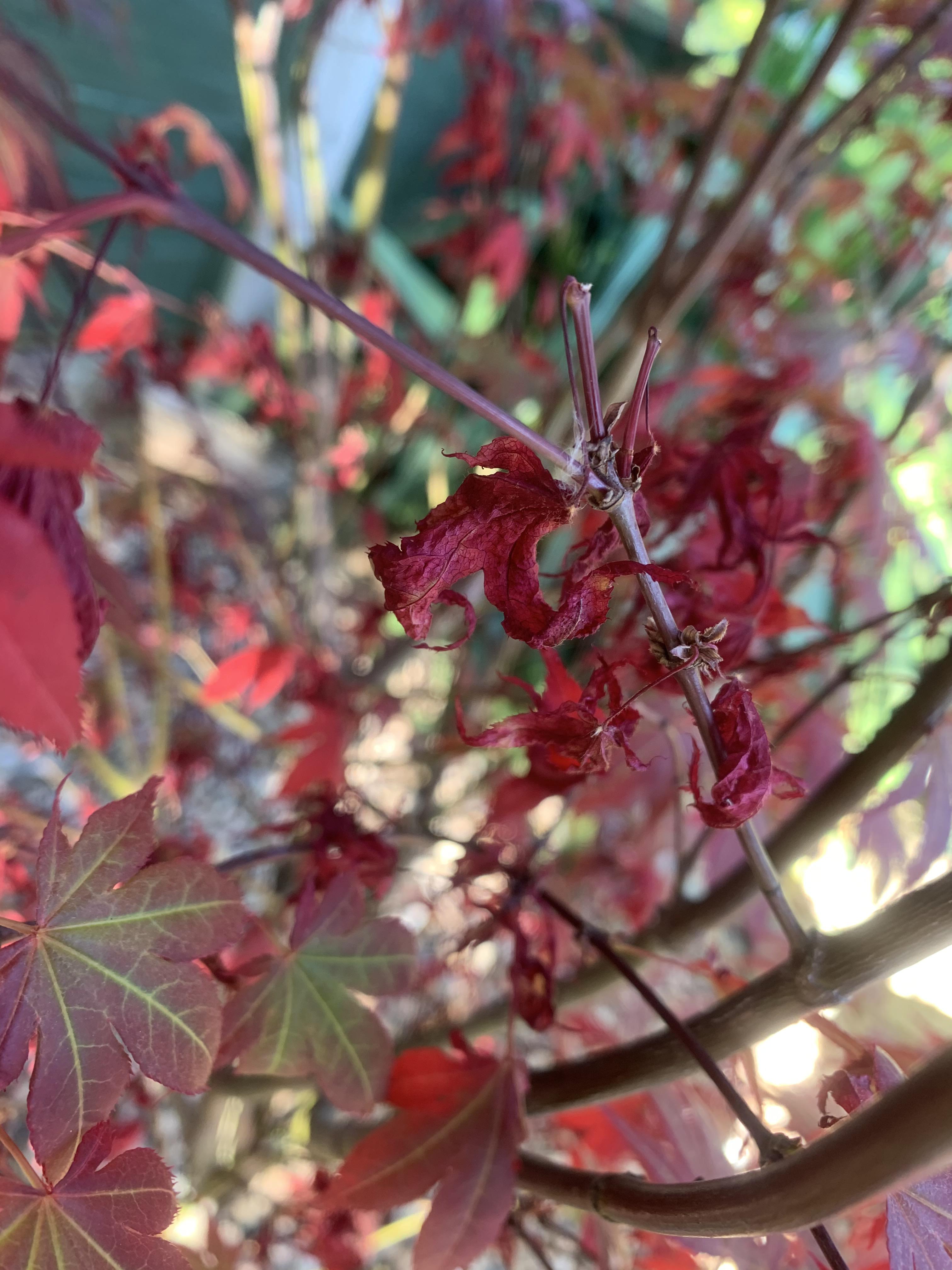 Hey some the leaves on our acer are shrivelling and falling off is
