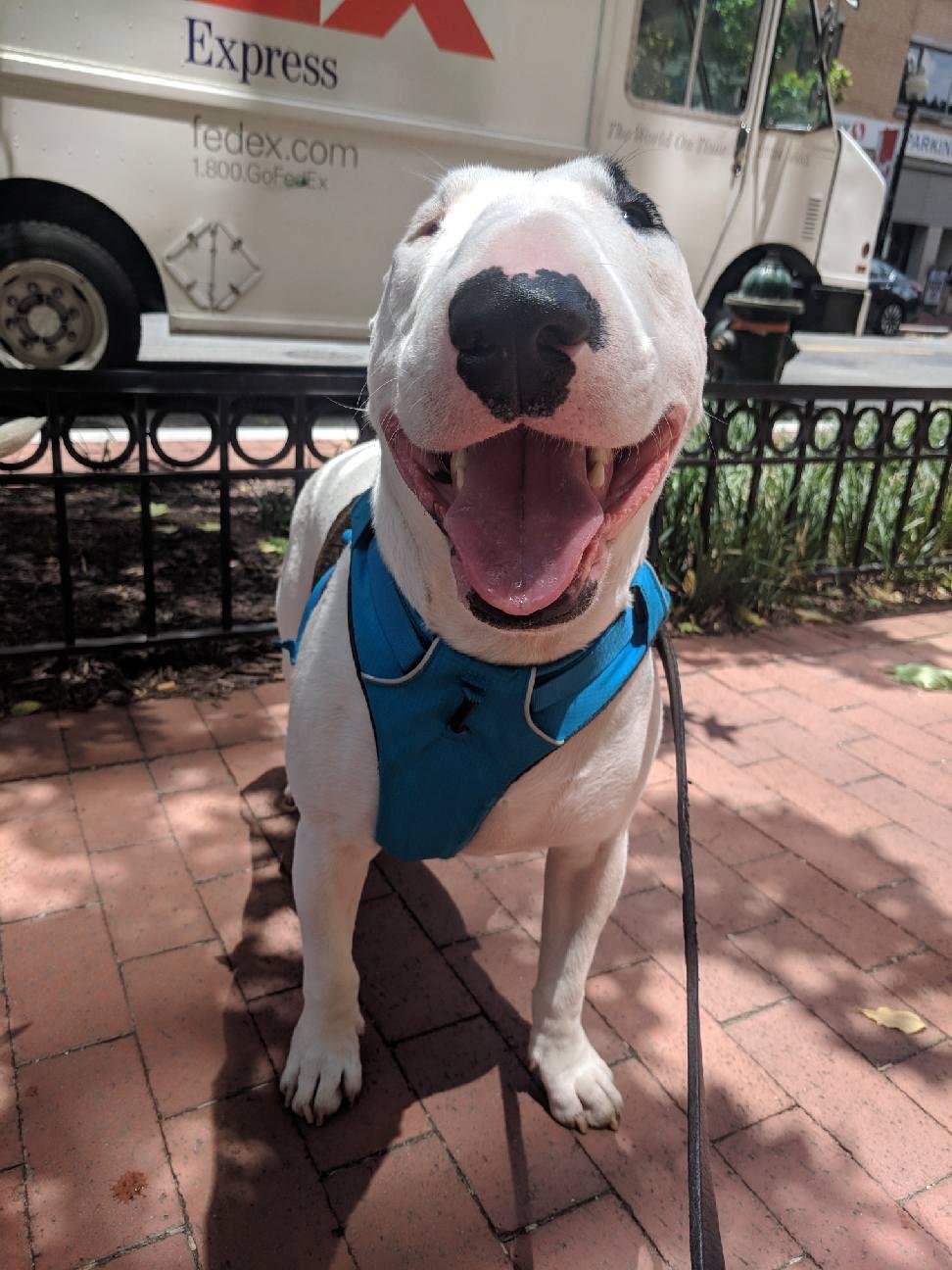 Walter Dog Bull Terrier Meme