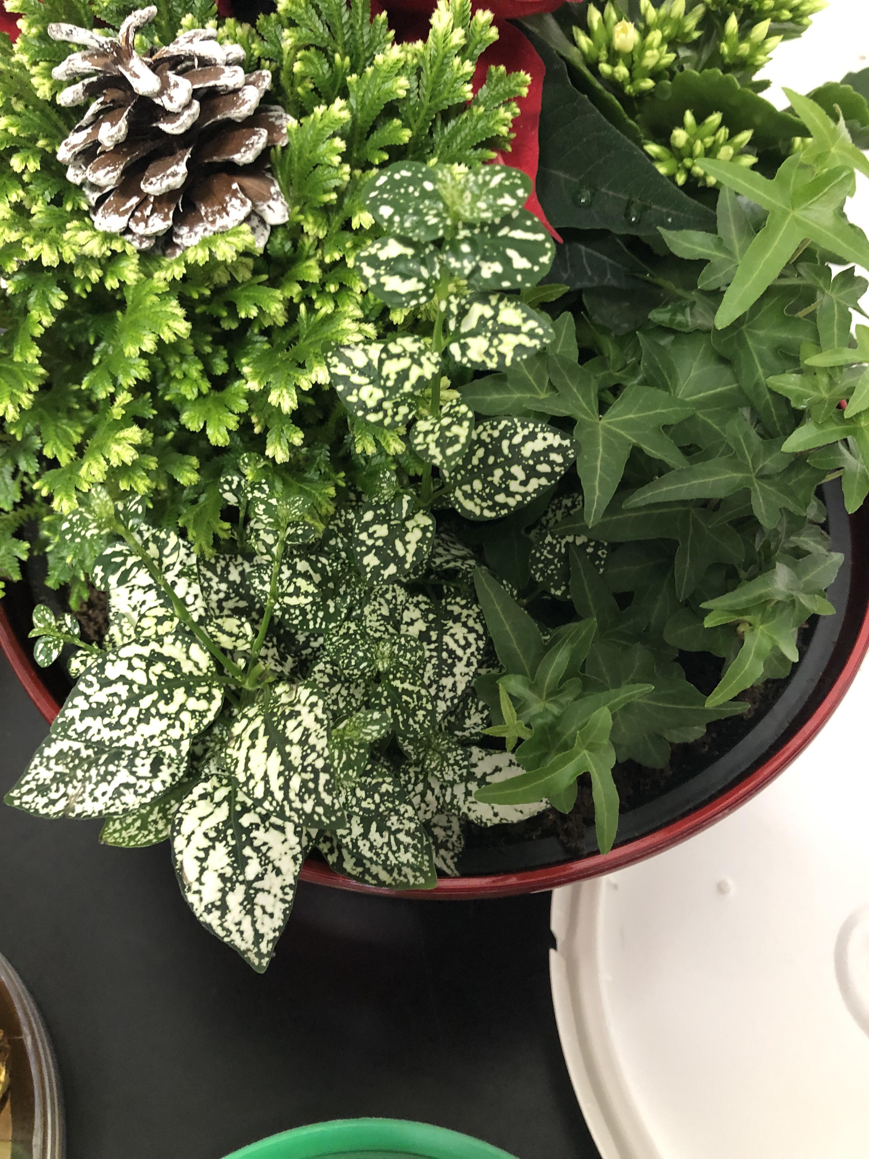 I know the one on the right is an ivy, but what kind? Also what are the