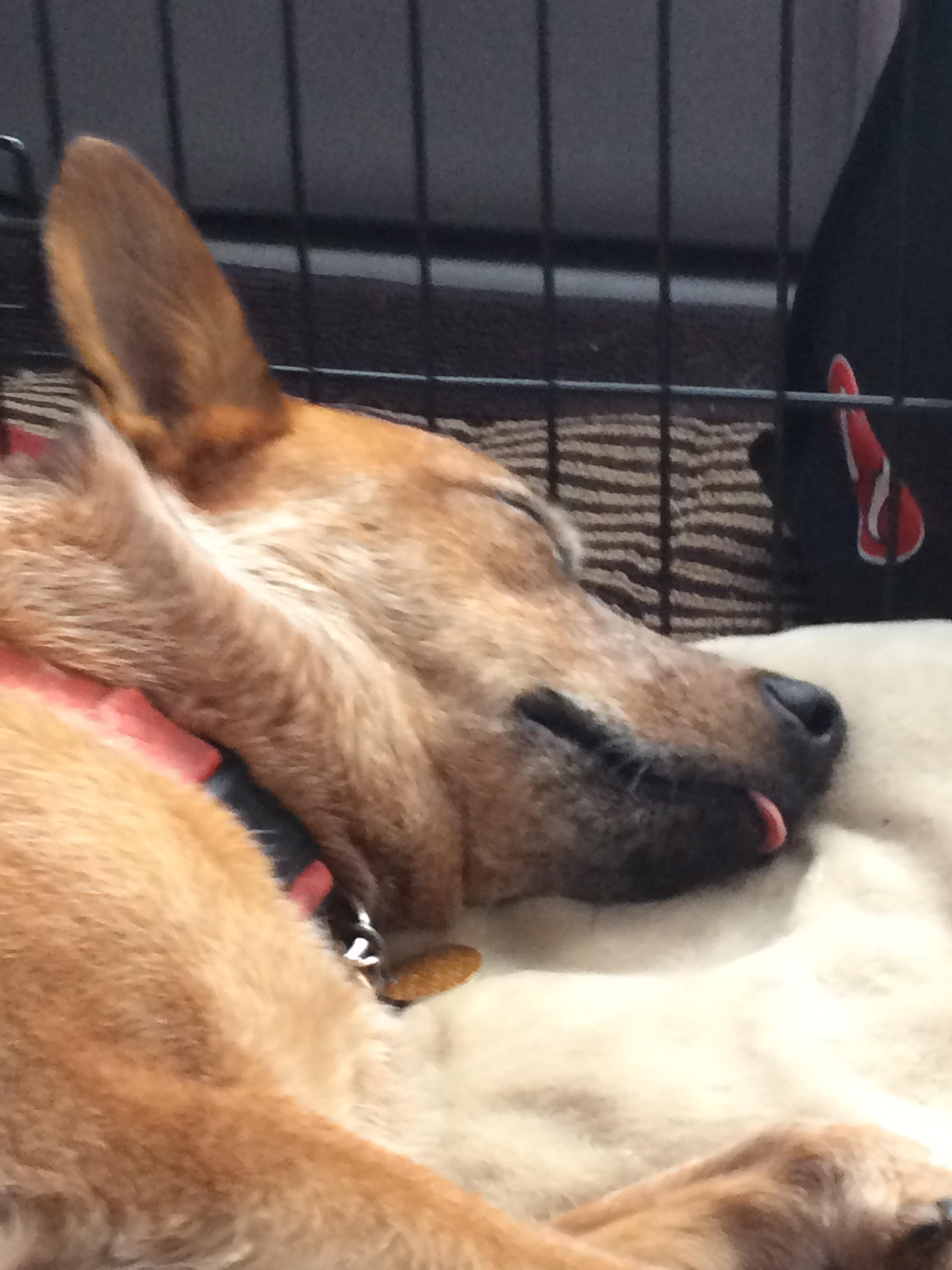 My dog sleeps with his tongue out a little r/aww