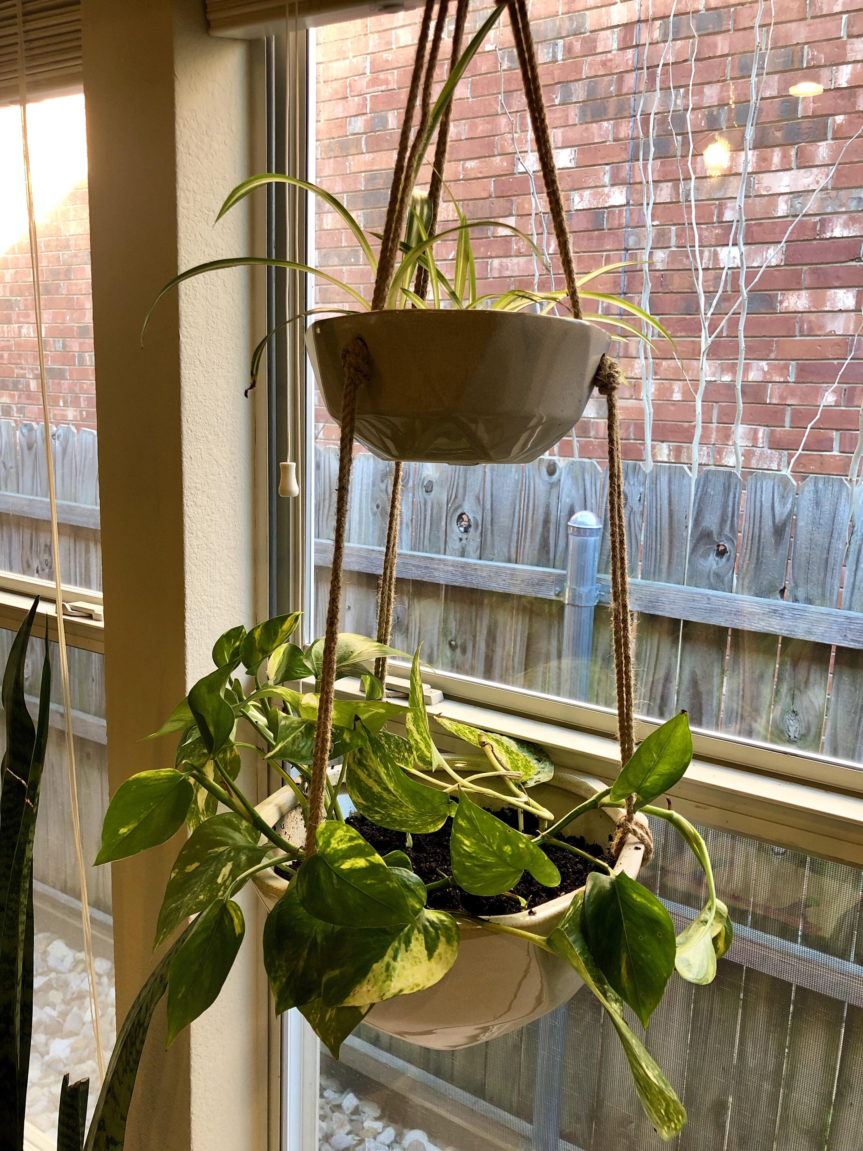 My first hanging basket. Spider Plant up top and Pothos down below. r
